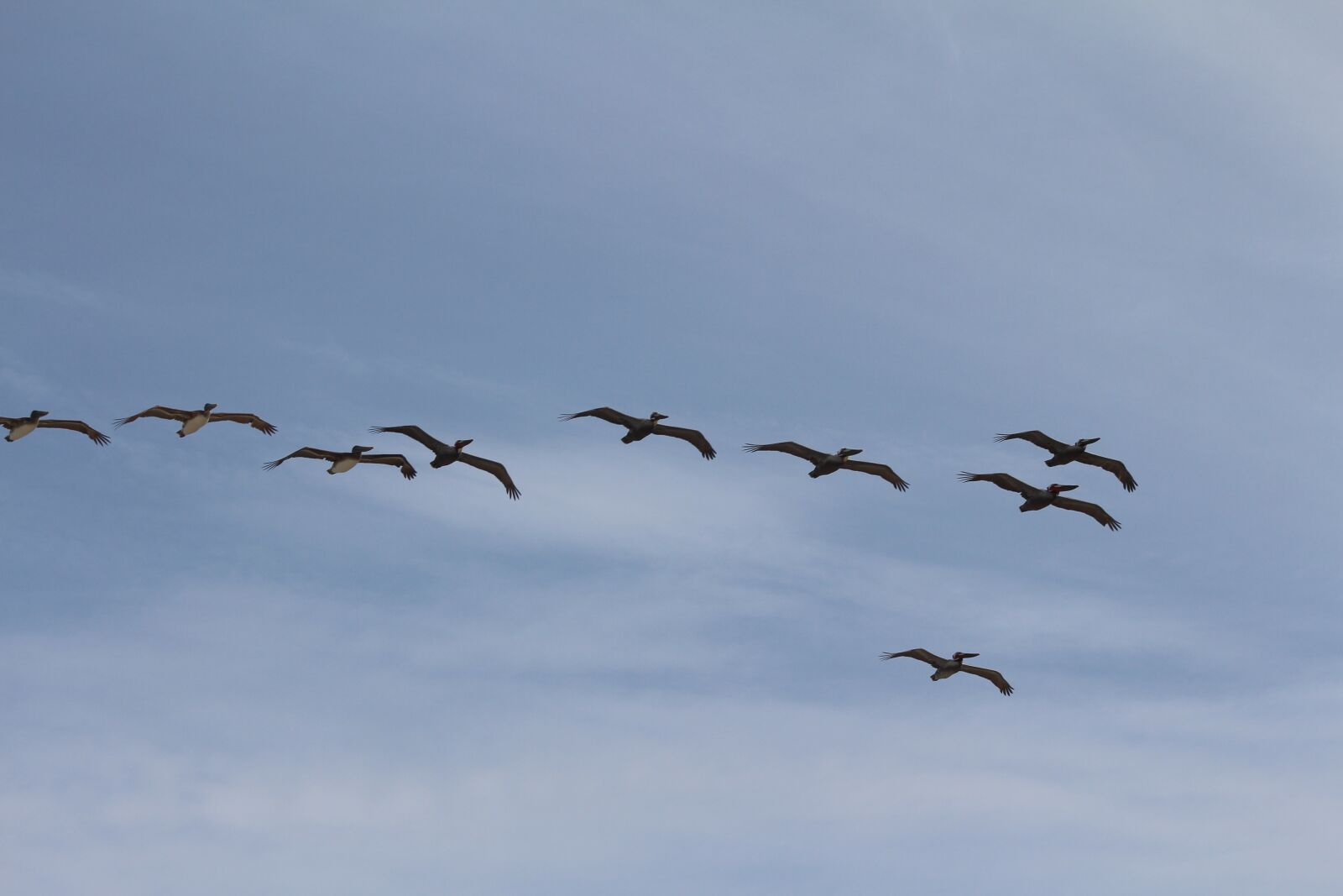 Canon EOS 650D (EOS Rebel T4i / EOS Kiss X6i) sample photo. Birds, flock, fly photography