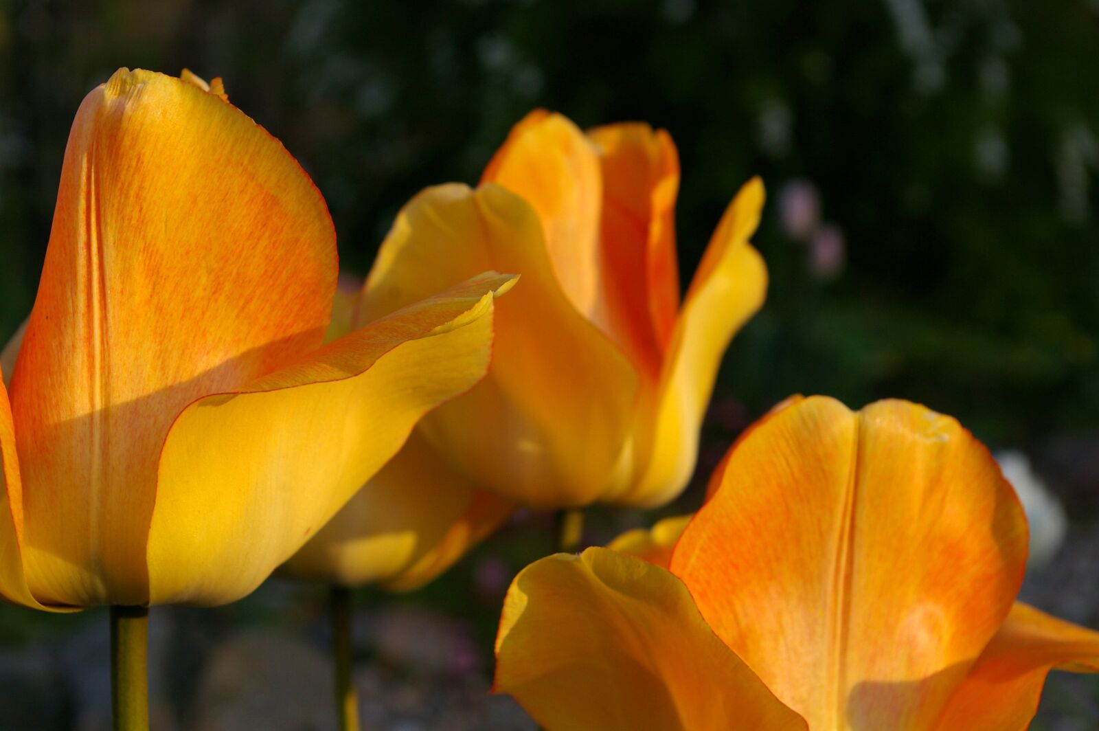 Pentax *ist DL2 sample photo. Tulips, yellow tumor, orange photography