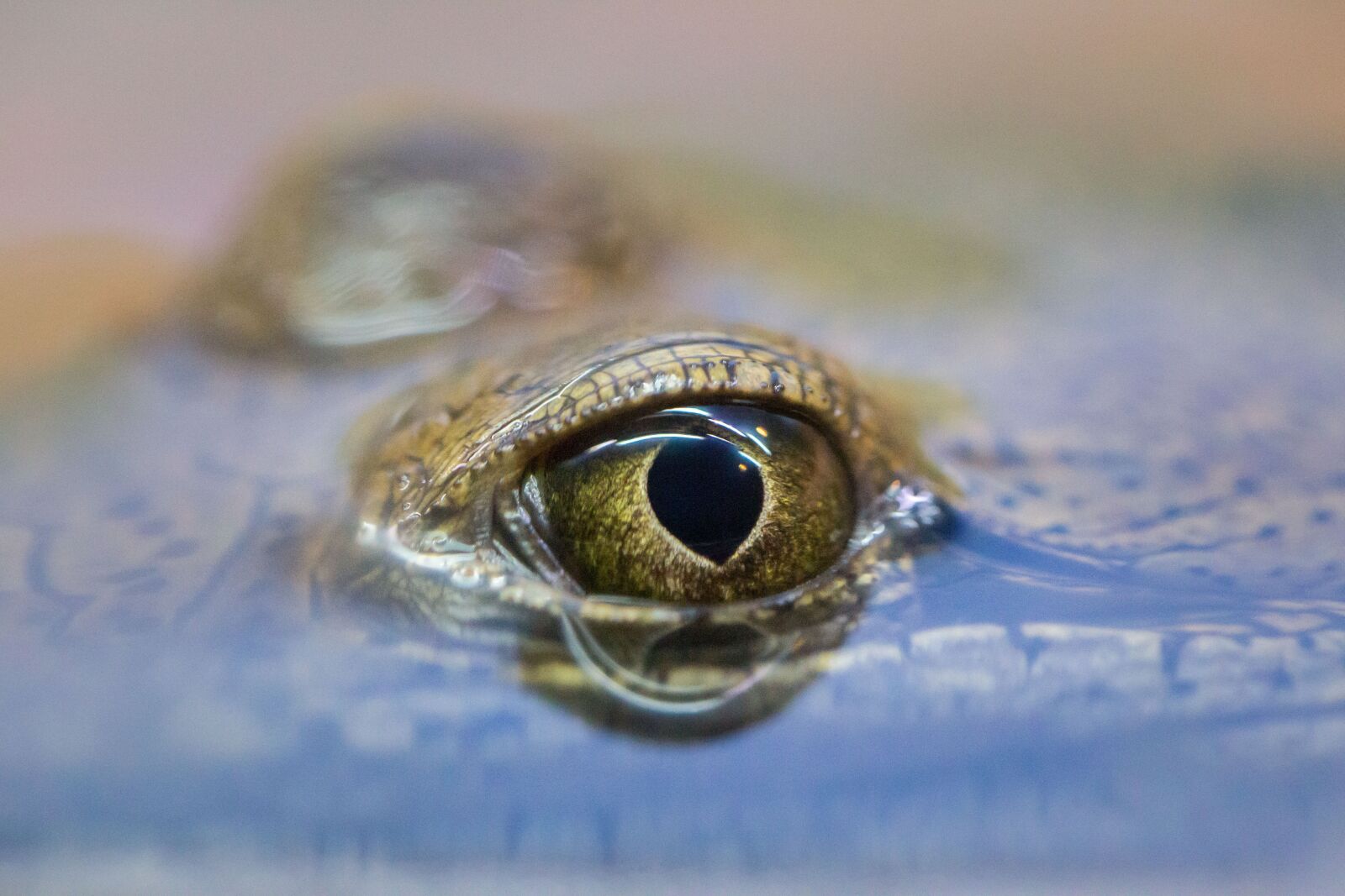 Canon EF 100mm F2.8L Macro IS USM sample photo. Australia, outback, animal photography