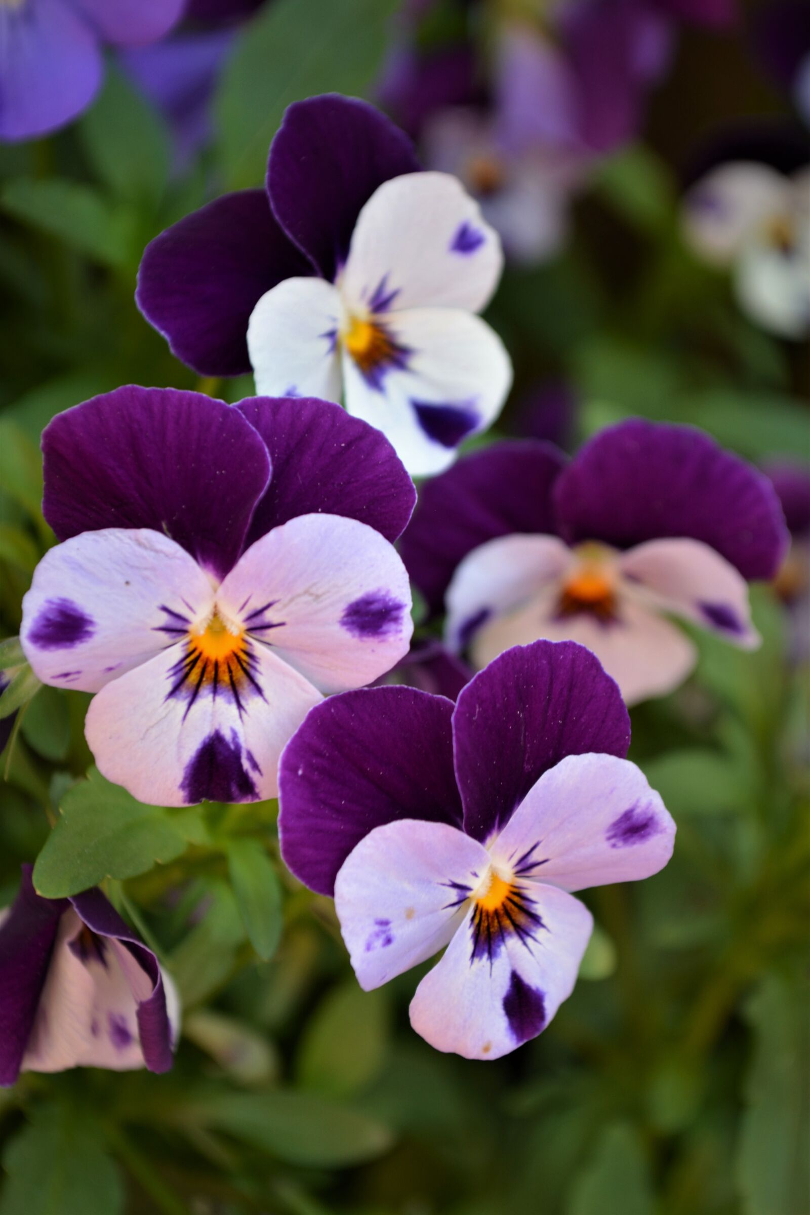 Nikon D5200 sample photo. Pansy, flowers, spring photography