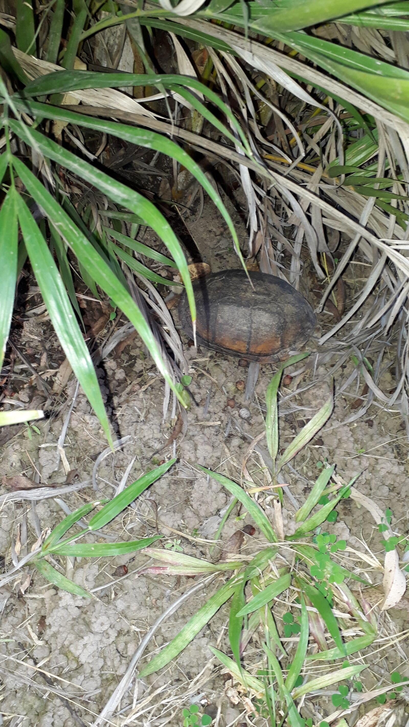 Samsung Galaxy J7 Prime sample photo. Nature, turtle, wild photography