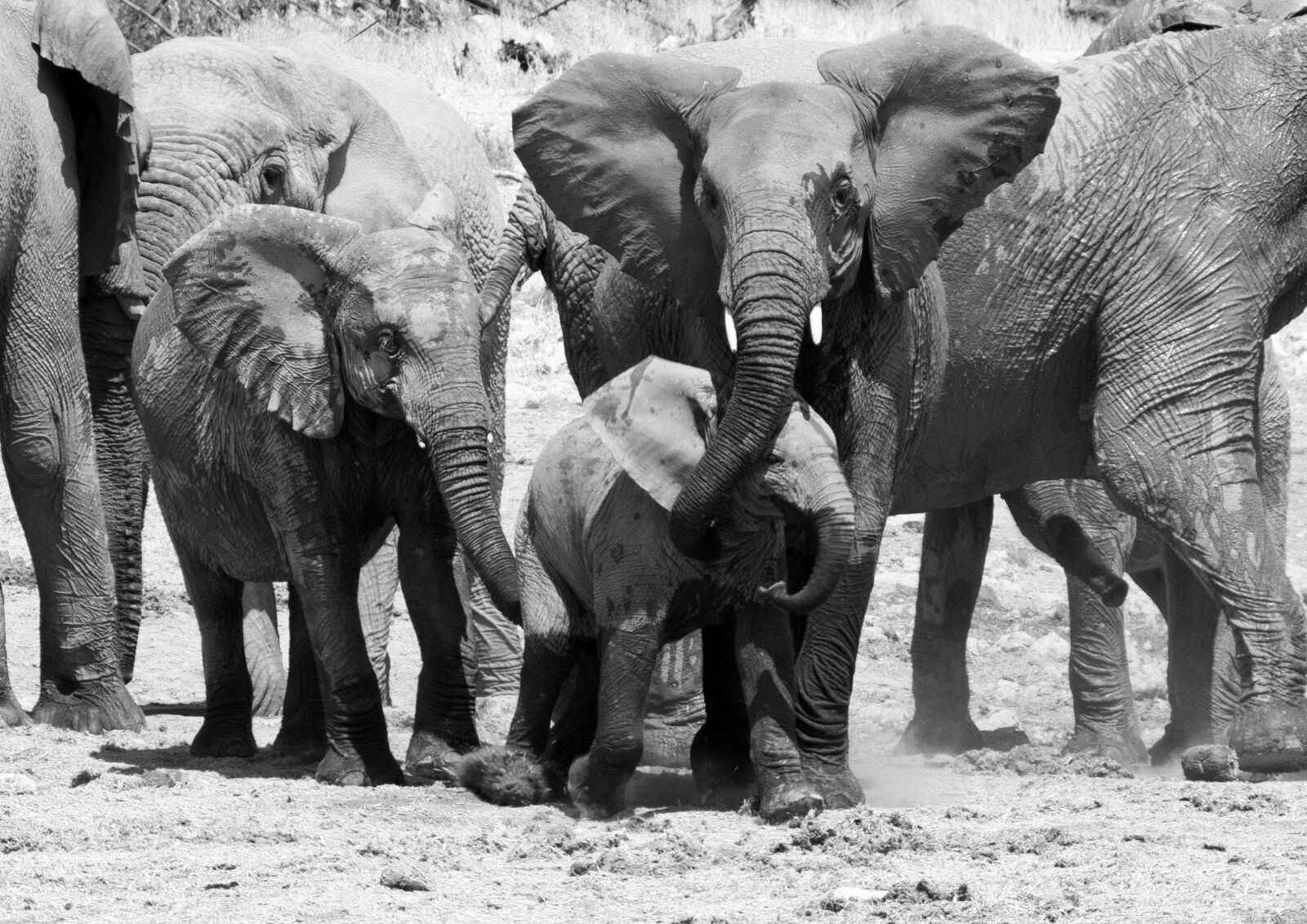 Canon EOS 400D (EOS Digital Rebel XTi / EOS Kiss Digital X) sample photo. Elephant, namibia, etosha photography