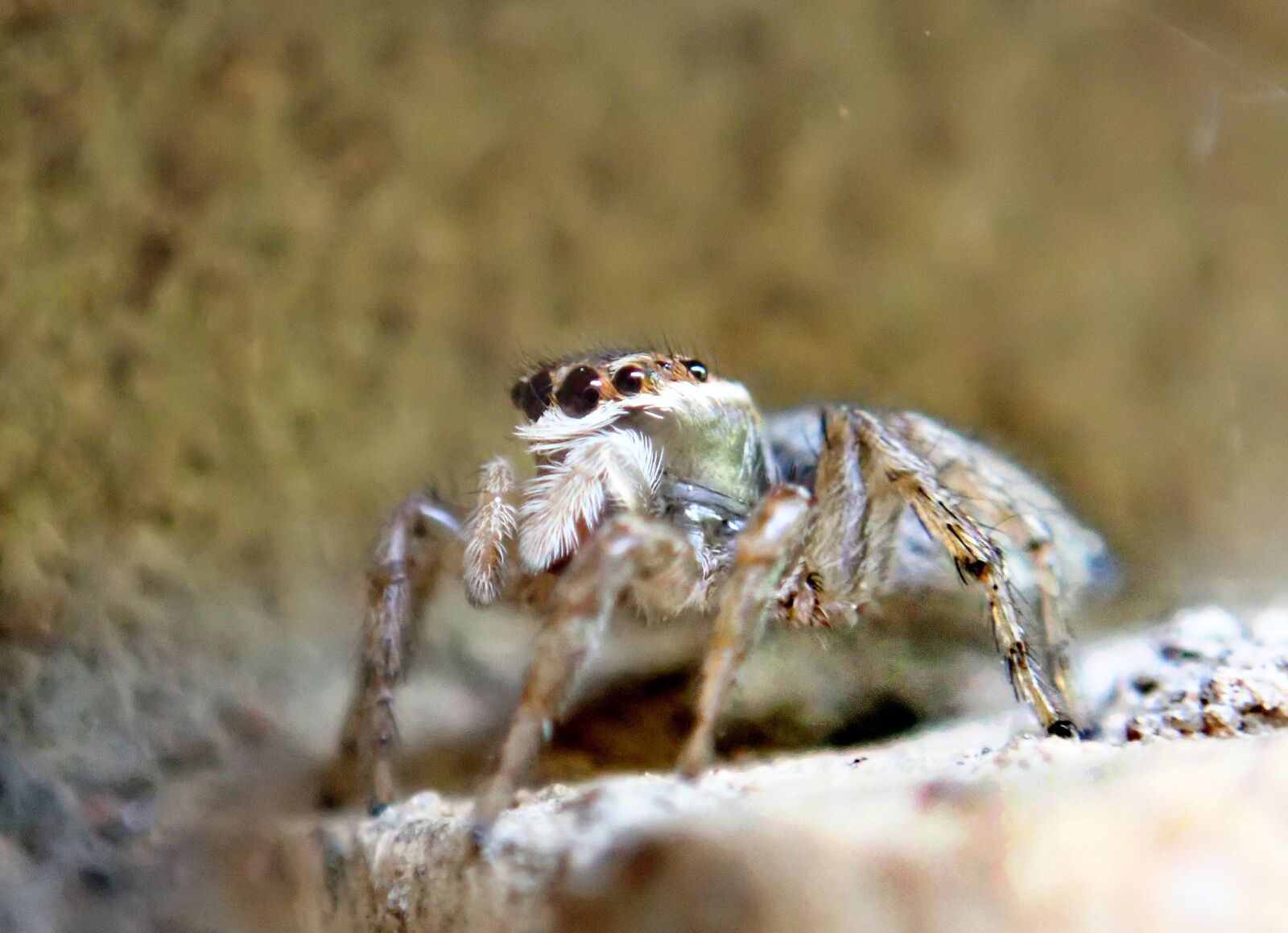 Olympus TG-5 sample photo. Spider, insect, jumping spider photography