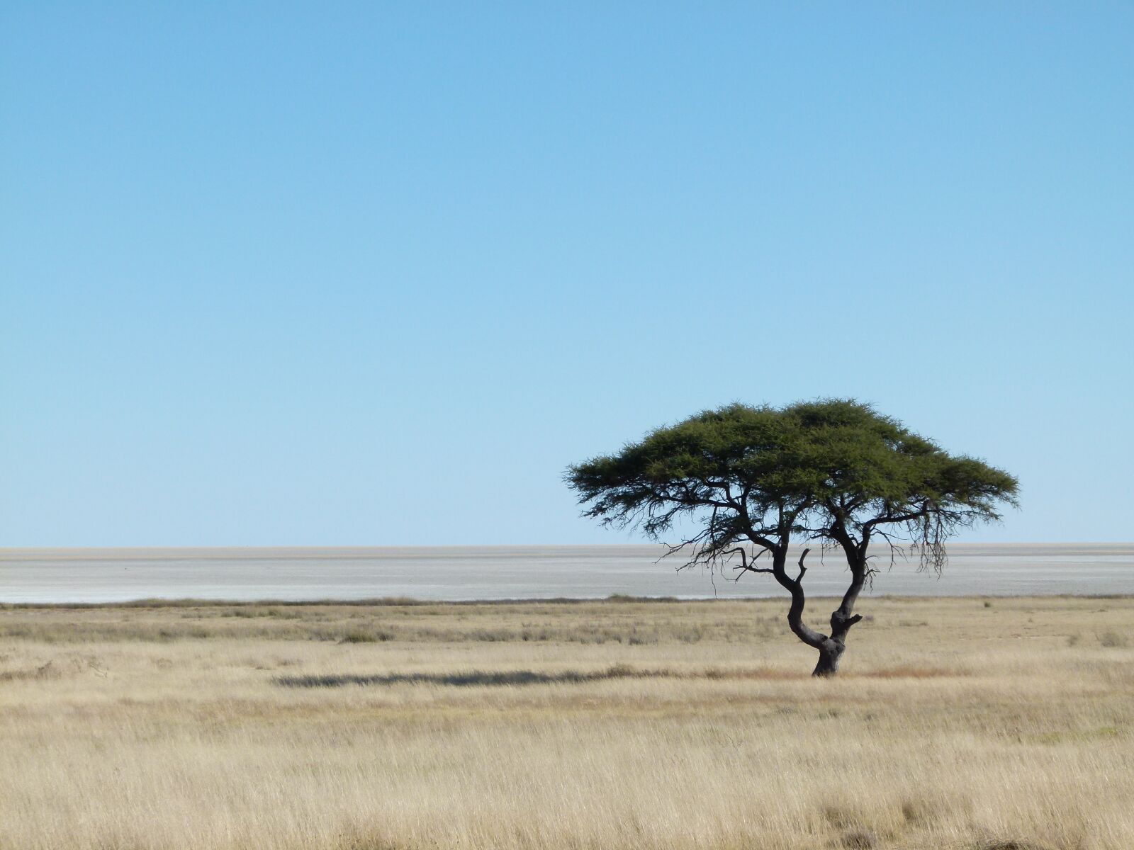Panasonic Lumix DMC-FZ100 sample photo. Namibia, etosha, an acacia photography