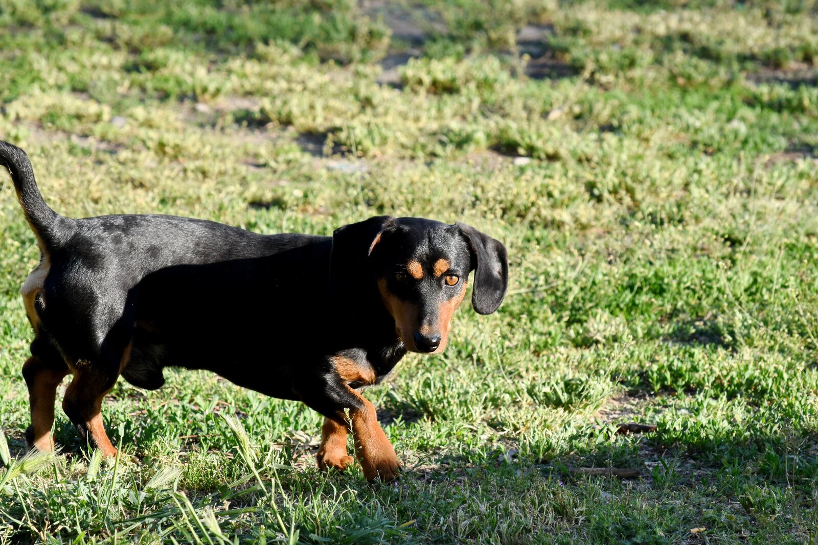 Nikon D5500 sample photo. Pet, grass, animal, dog photography