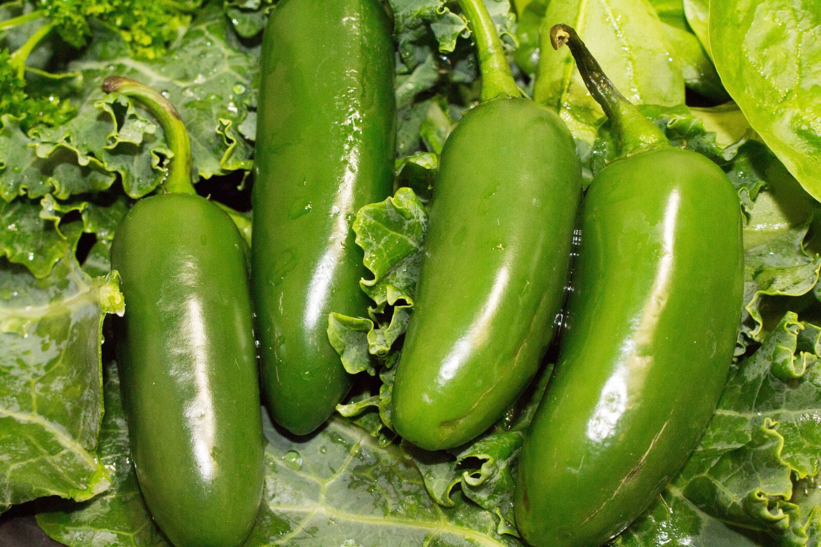 Canon EOS 700D (EOS Rebel T5i / EOS Kiss X7i) sample photo. Food, vegetable, grow photography