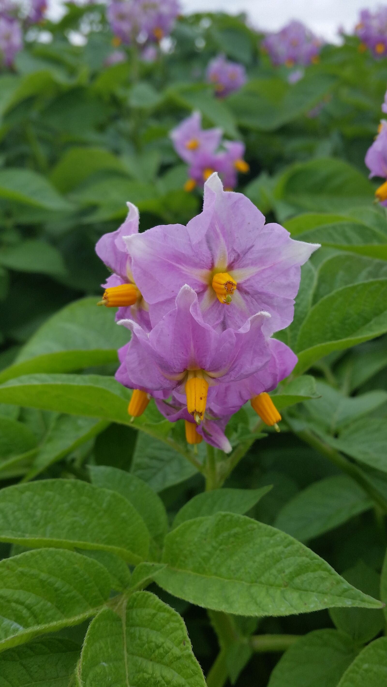 Samsung Galaxy S5 sample photo. Flower, potato, field photography