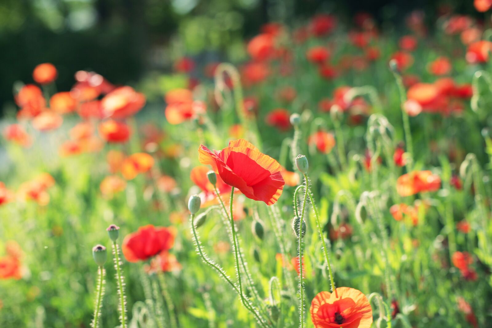 Canon EOS 5D sample photo. Flowers, red flower, poppy photography