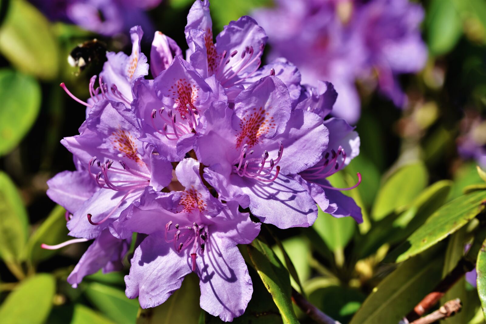Nikon D7200 sample photo. Rhododendron, rhododendron buds, rhododendron photography