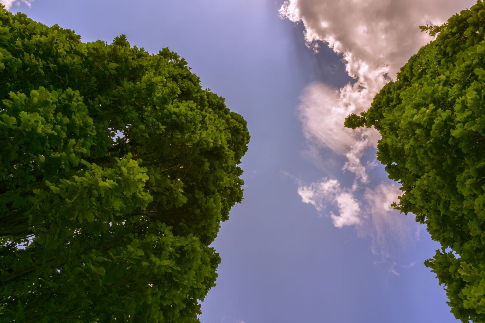 Sony a6000 sample photo. Trees, sky, clouds photography
