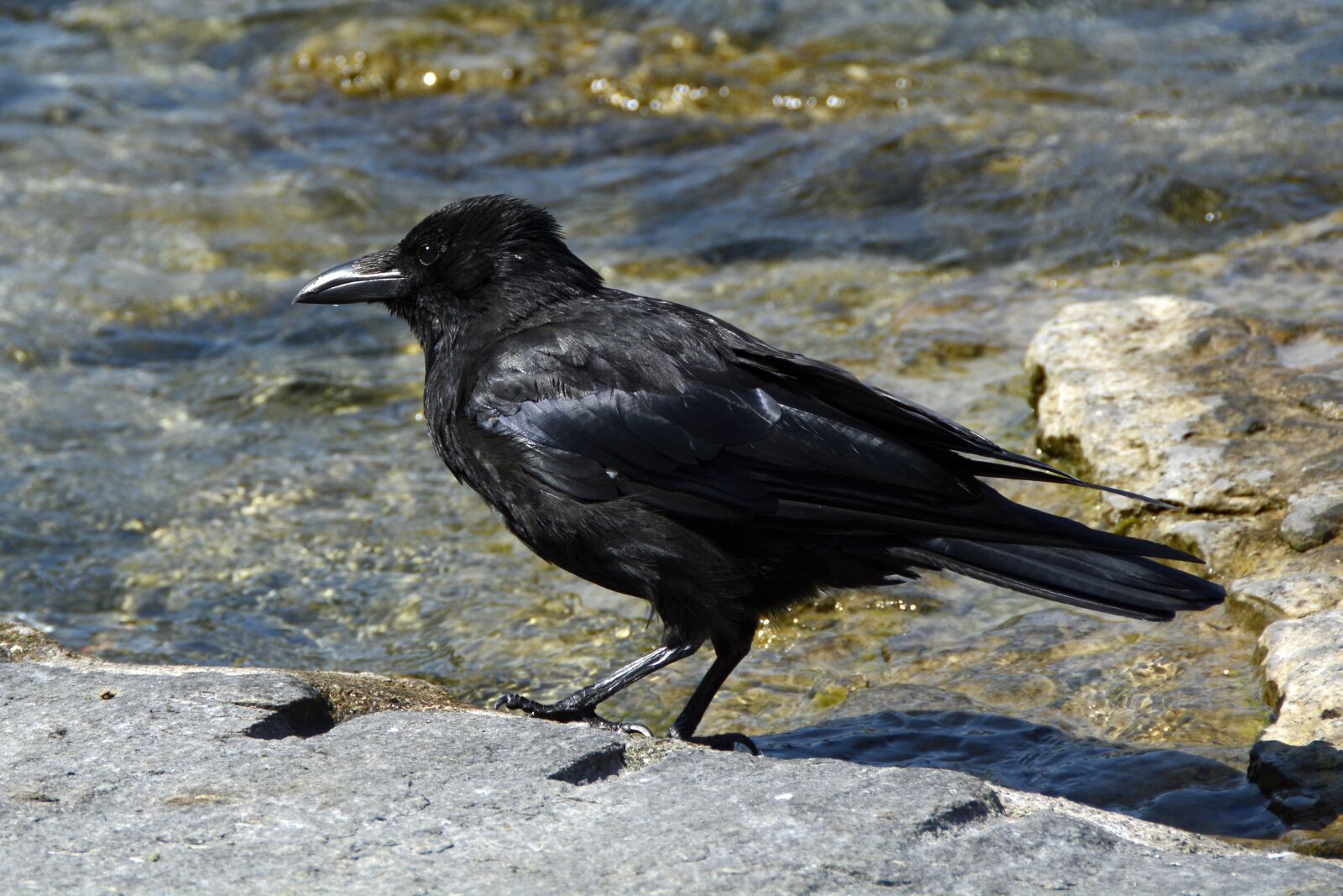 Nikon D7100 sample photo. Raven, bird, animal photography