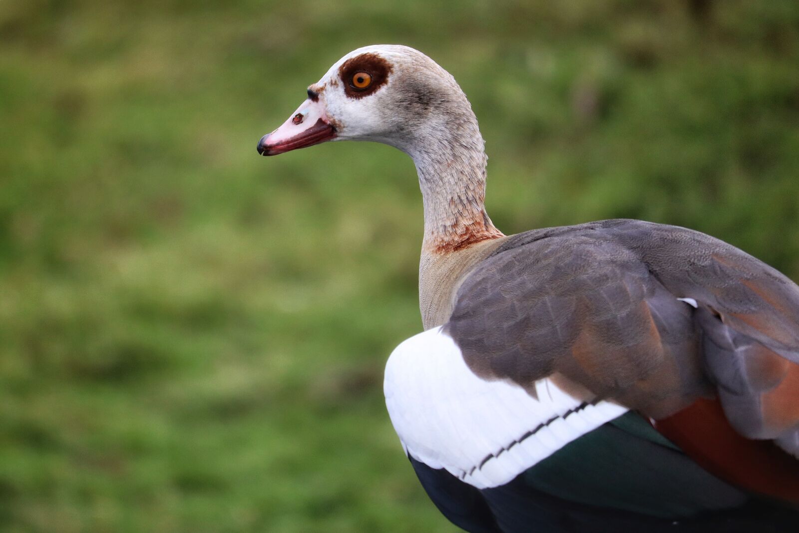 Canon EOS M50 (EOS Kiss M) sample photo. Goose, animal, bird photography