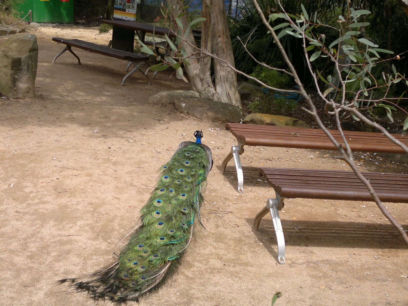 Nokia N8-00 sample photo. Peacock, toronga, zoo photography