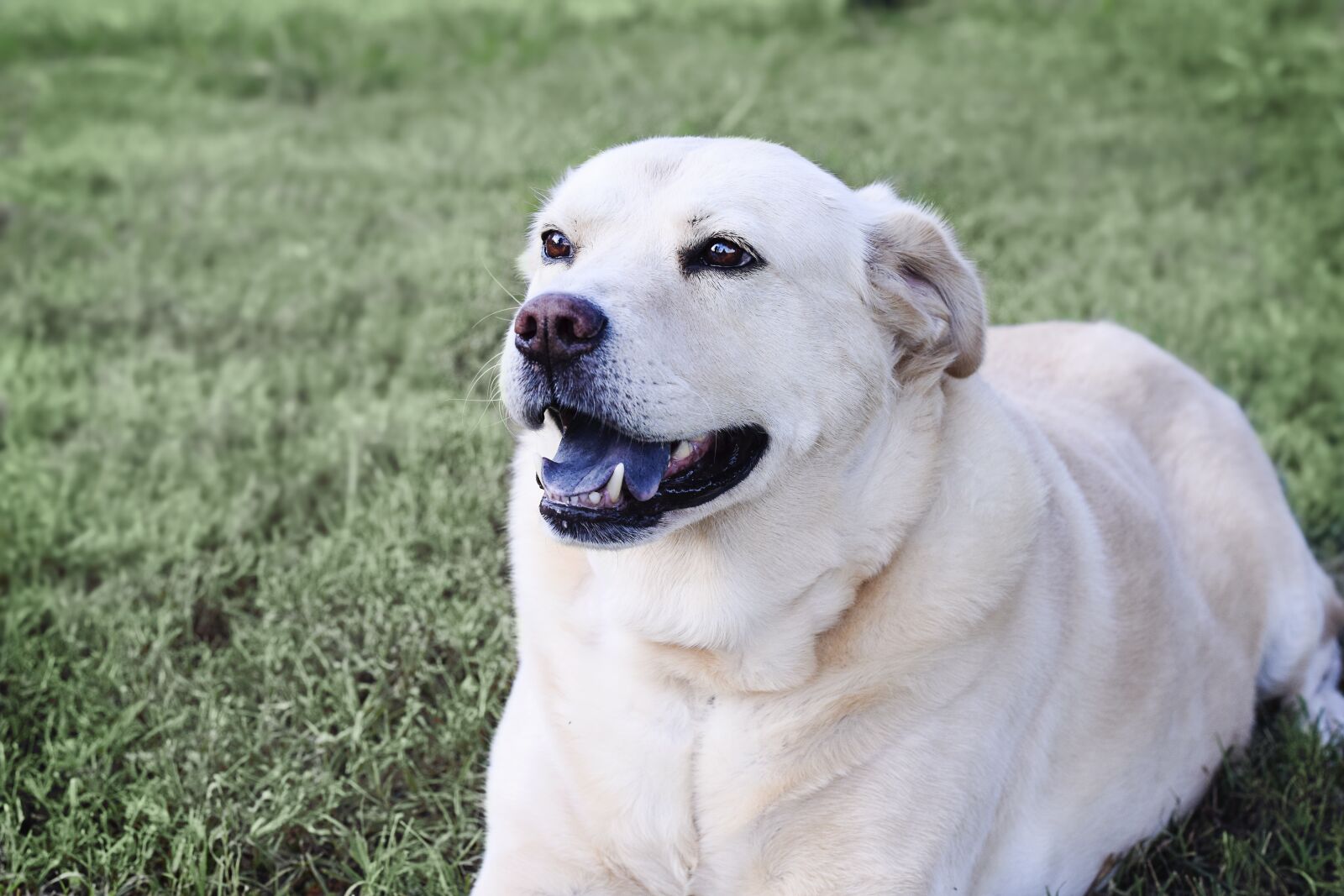 Nikon D5300 sample photo. Dog, labrador, chow photography