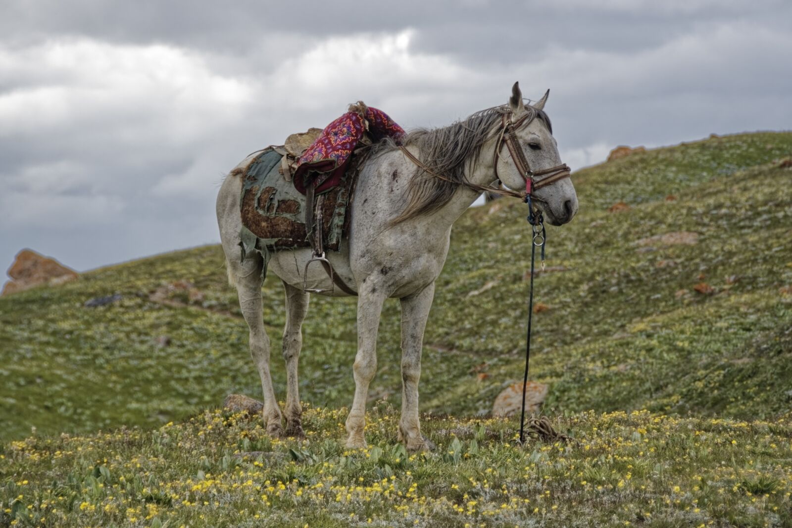 Nikon D500 sample photo. Horse, animal, nature photography