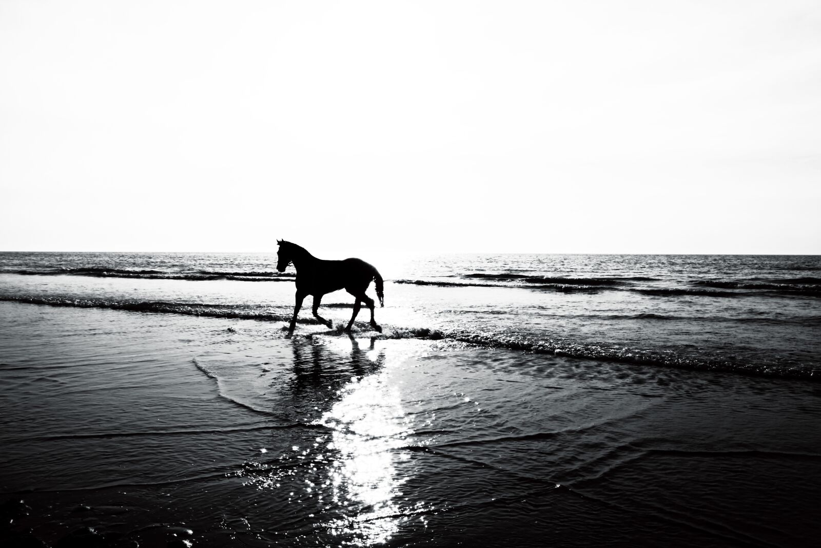 Canon EOS 5D Mark II sample photo. Horse, silhouette, landscape photography