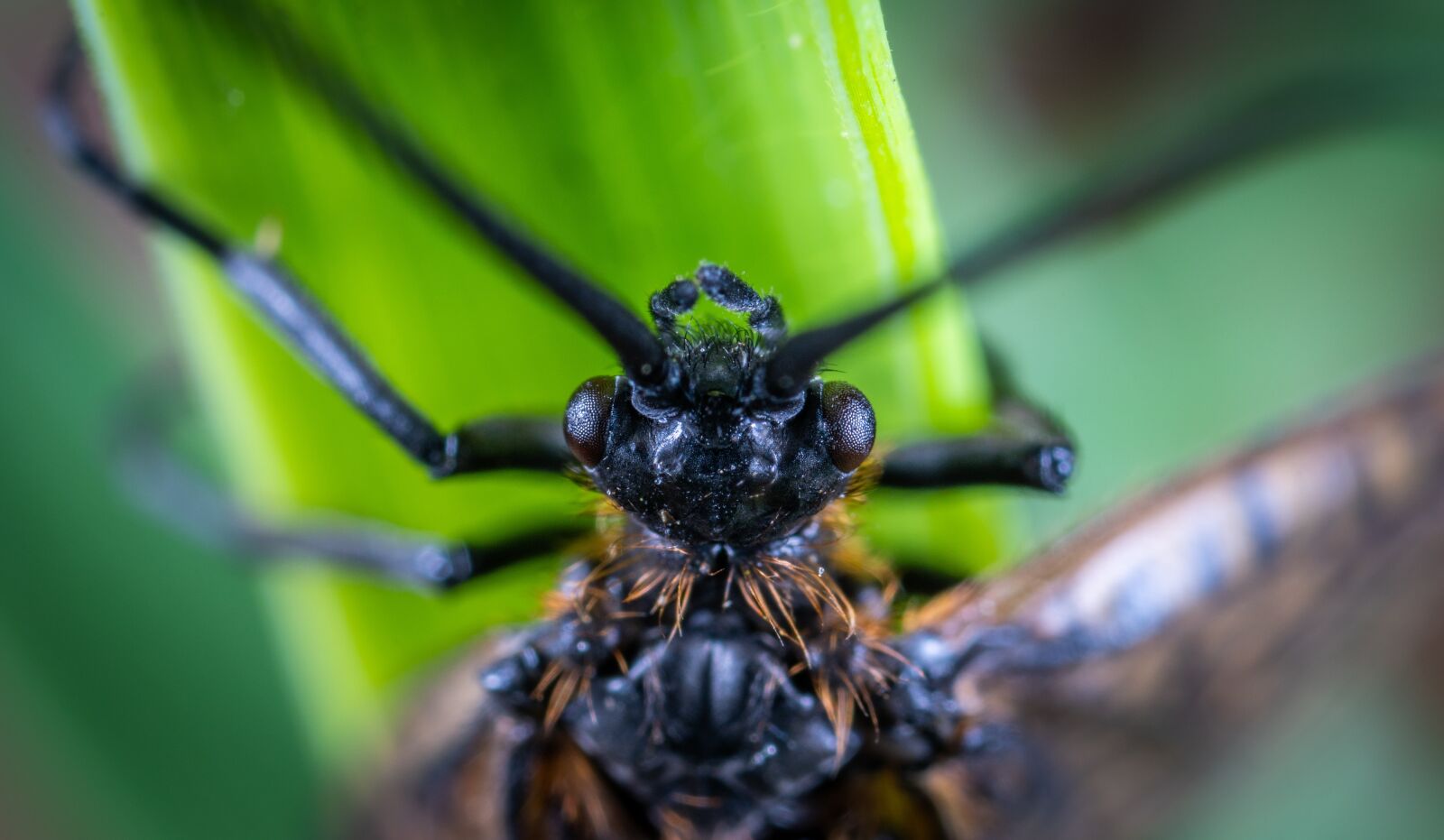 #124 65/2.8 sample photo. Insect, portrait, macro photography