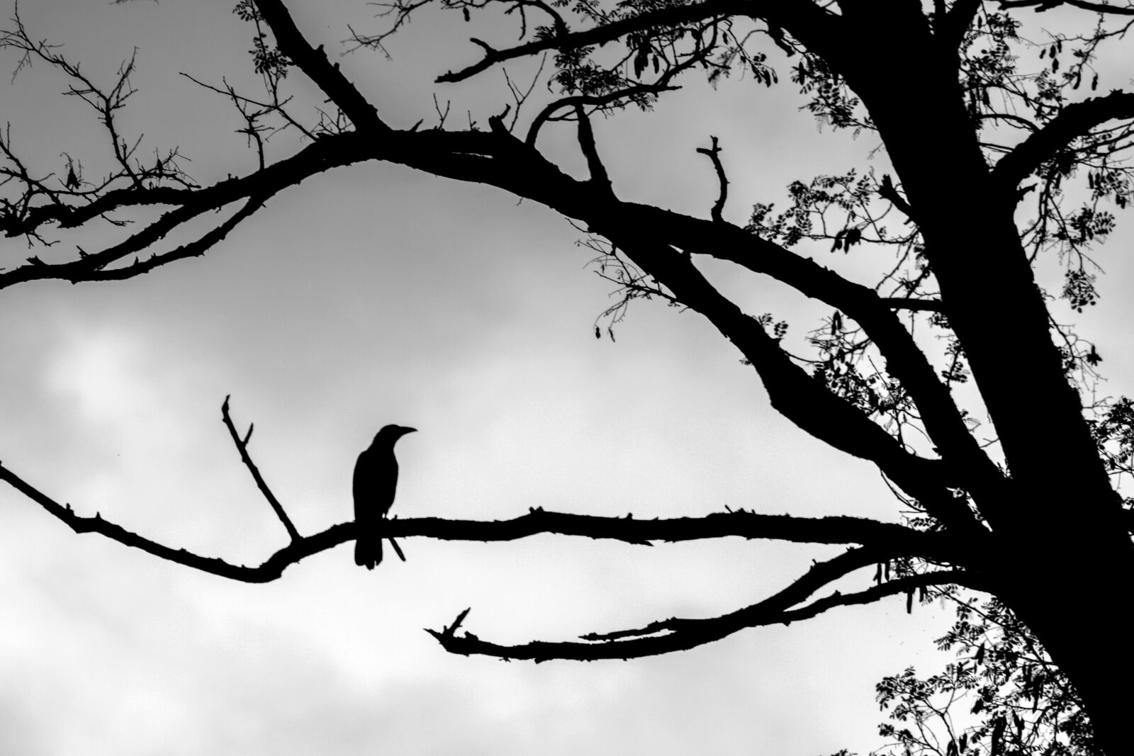 Canon EOS 550D (EOS Rebel T2i / EOS Kiss X4) sample photo. Crow, tree, outlines photography