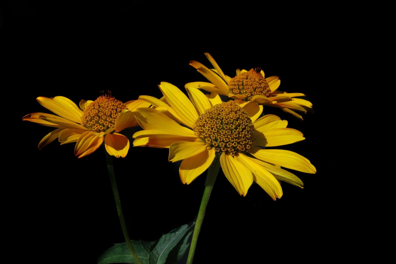 Canon PowerShot G15 sample photo. Sun eye, heliopsis, yellow photography