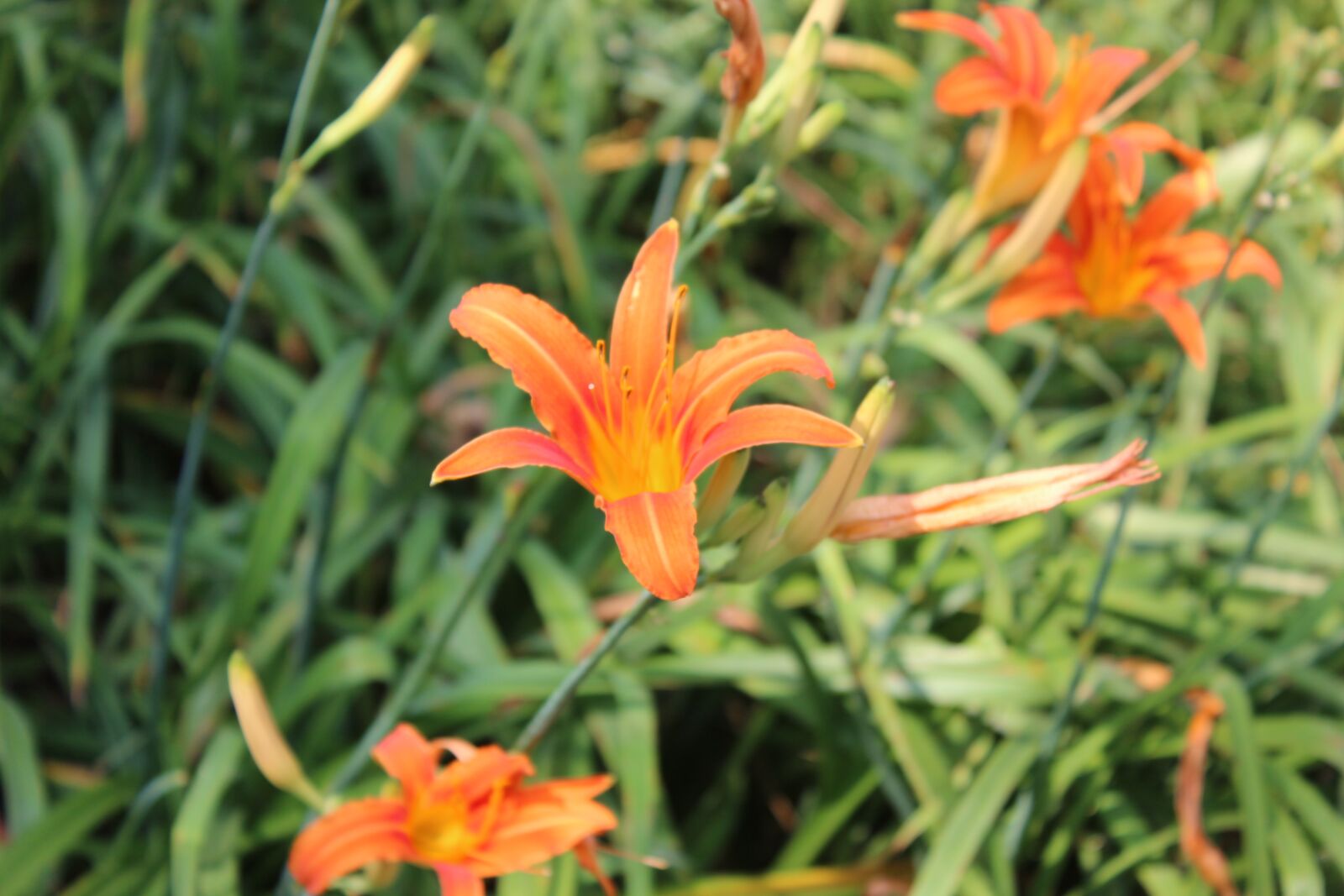 Canon EOS 600D (Rebel EOS T3i / EOS Kiss X5) sample photo. Flower, orange, flowers photography