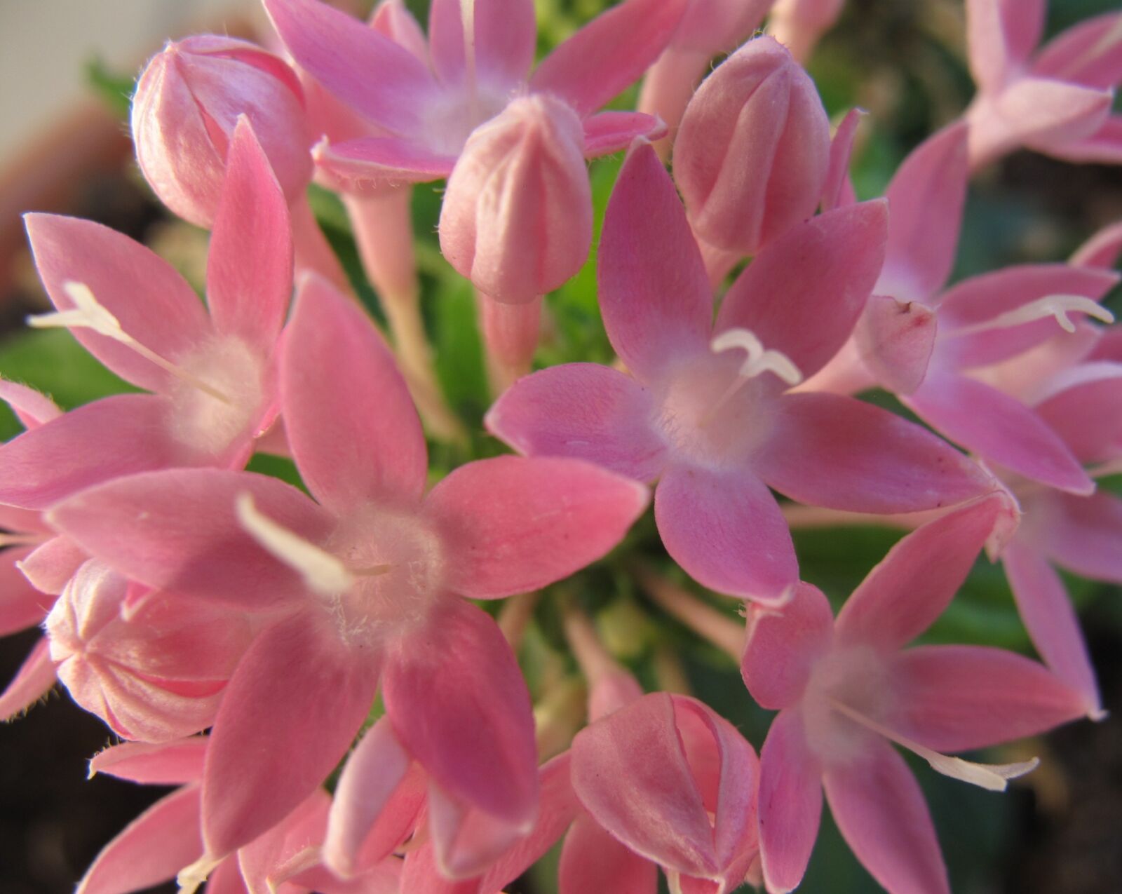 Canon PowerShot G10 sample photo. Flowers, pink, penstamon photography