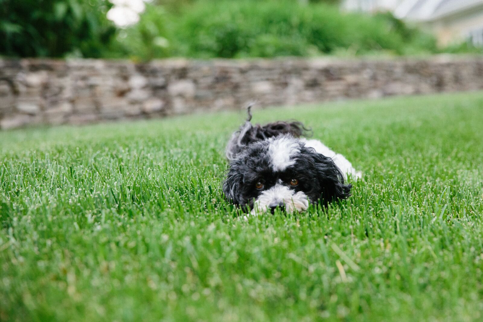 Canon EF 24-70mm F2.8L II USM sample photo. Puppy, dog, pet photography