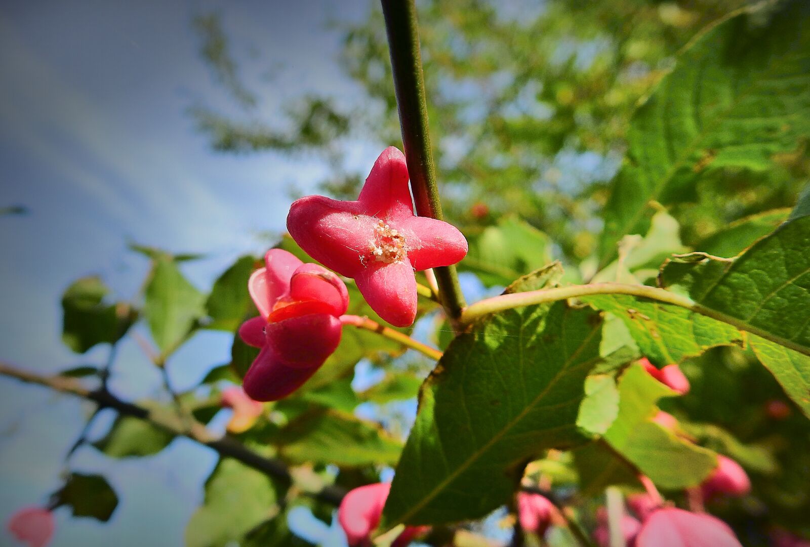 Nikon Coolpix P900 sample photo. Bush, trzmielina, poisonous photography
