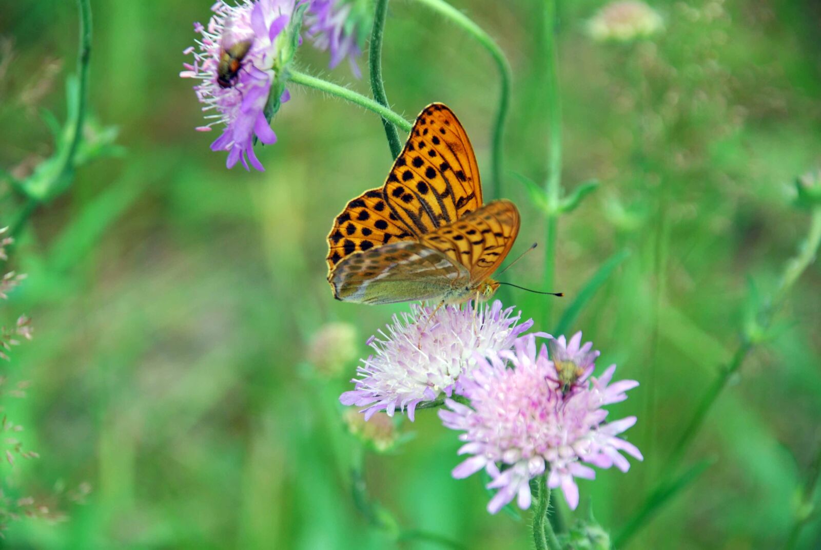 Nikon D80 sample photo. Summer meadow, summer flowers photography