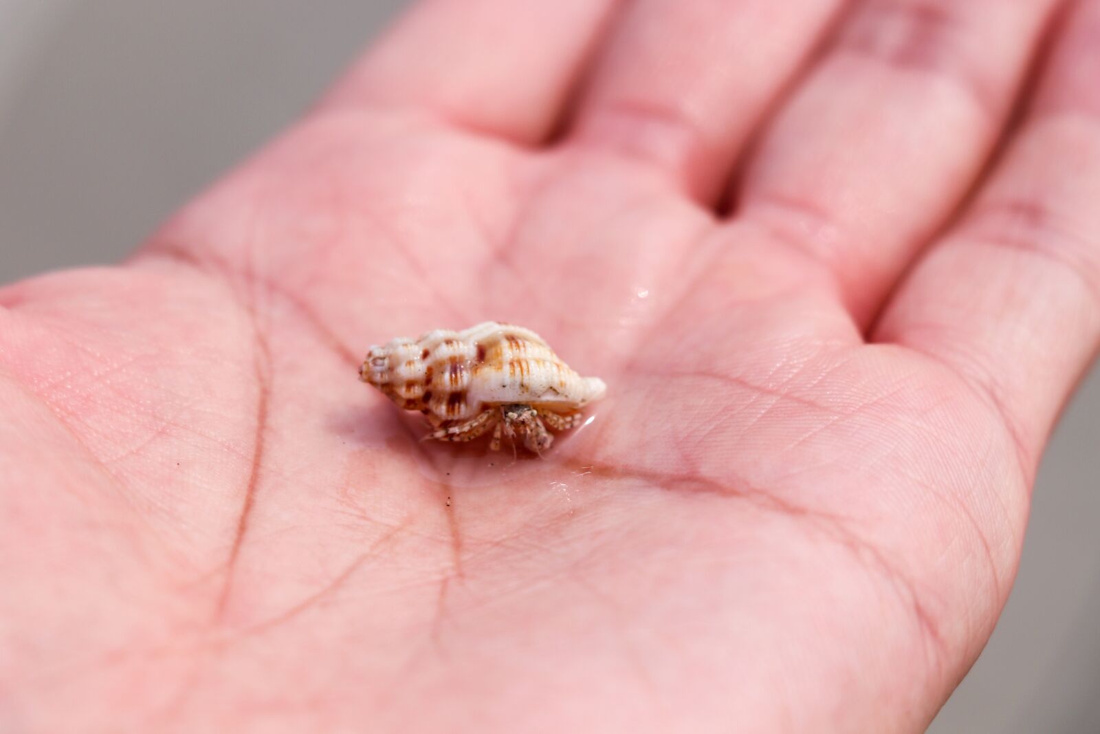 Canon EOS 77D (EOS 9000D / EOS 770D) sample photo. Hermit crab, conch, hand photography