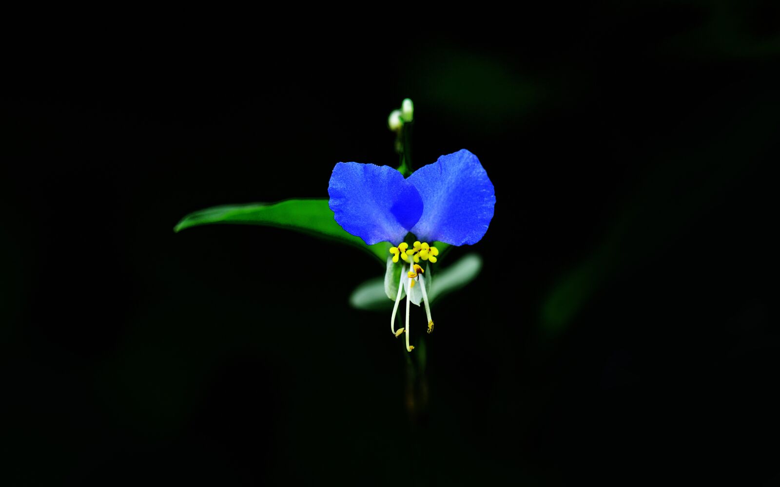 Nikon D800 sample photo. Autumnal, plant, asiatic dayflower photography