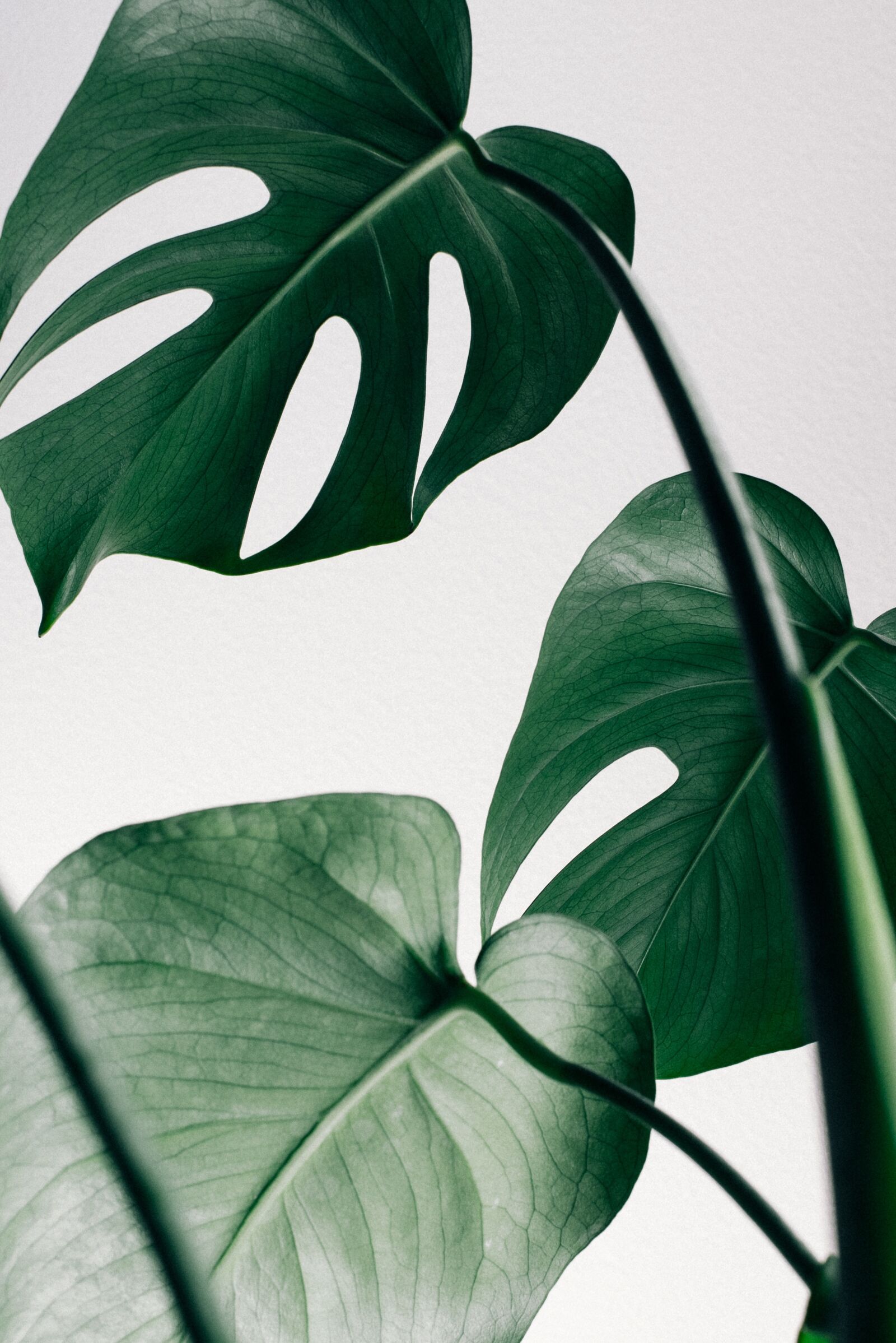 Nikon D810 sample photo. Close-up, decoration, leaves photography
