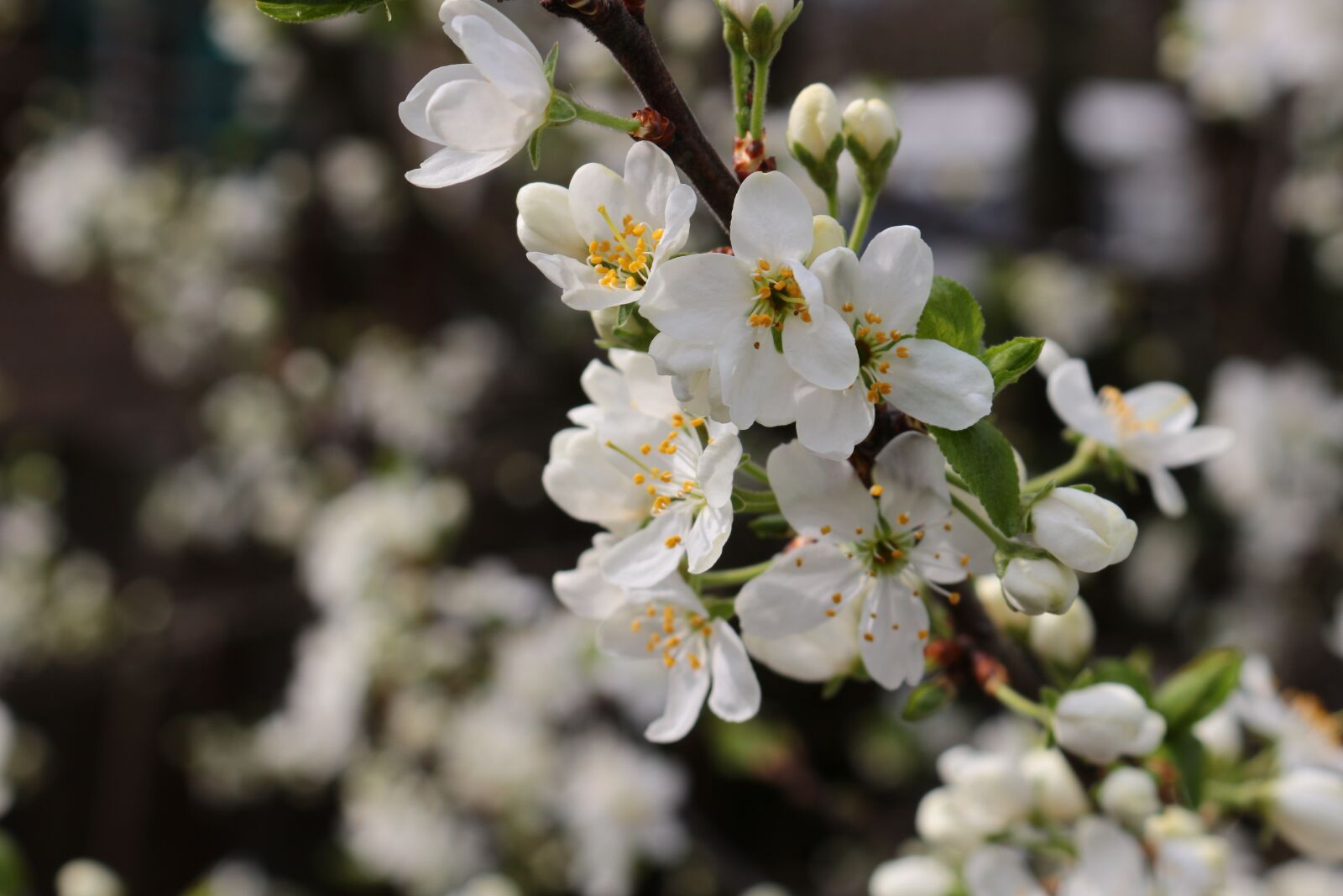 Canon EOS 100D (EOS Rebel SL1 / EOS Kiss X7) sample photo. Flowers, bloom, tree photography