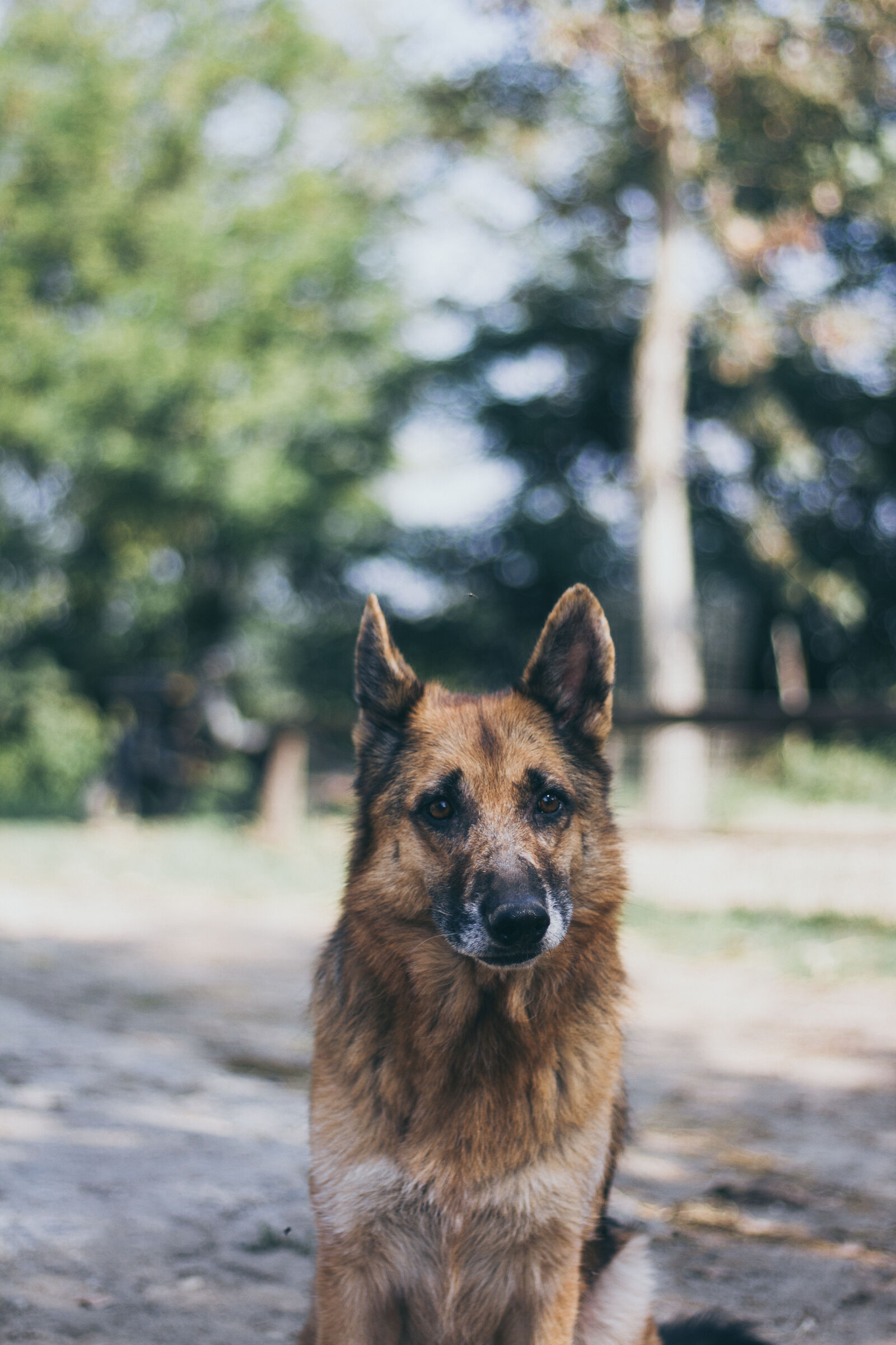 Canon EOS 7D + Canon EF 50mm F1.8 STM sample photo. Animal, portrait, cane, dog photography