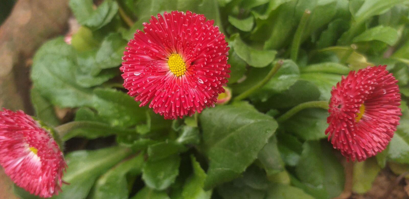 Samsung Galaxy J4+ sample photo. Flower, gardening, nature photography