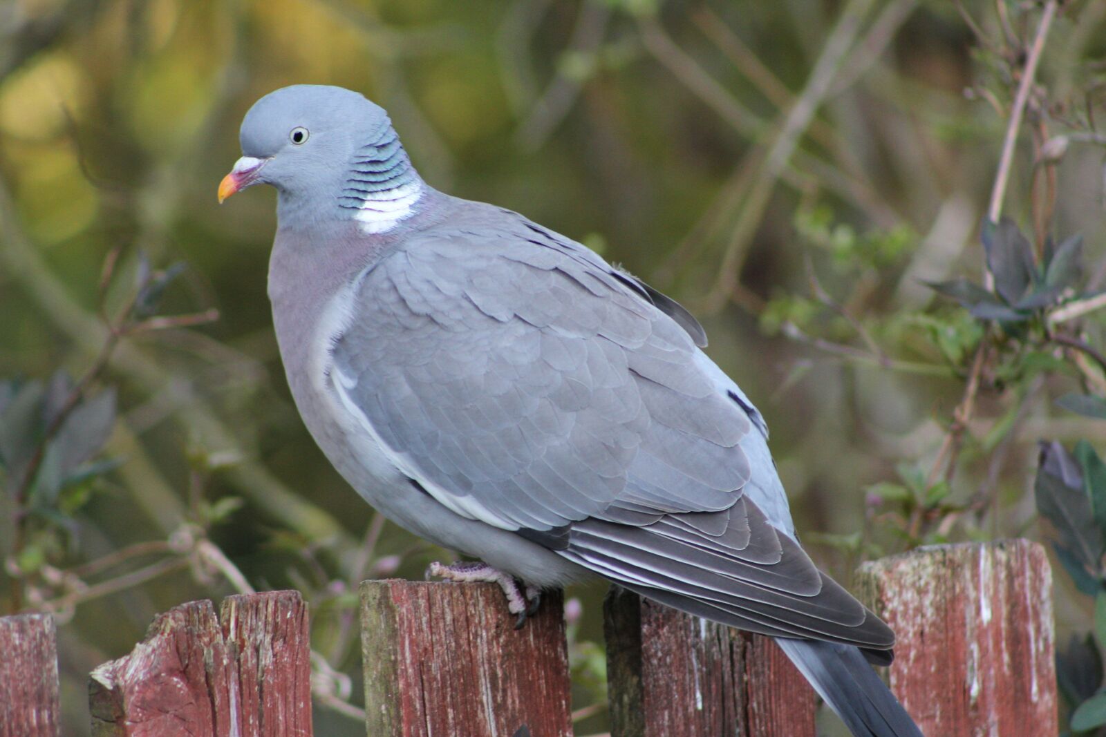 Canon EOS 550D (EOS Rebel T2i / EOS Kiss X4) sample photo. Pigeon, bird, woodpigeon photography