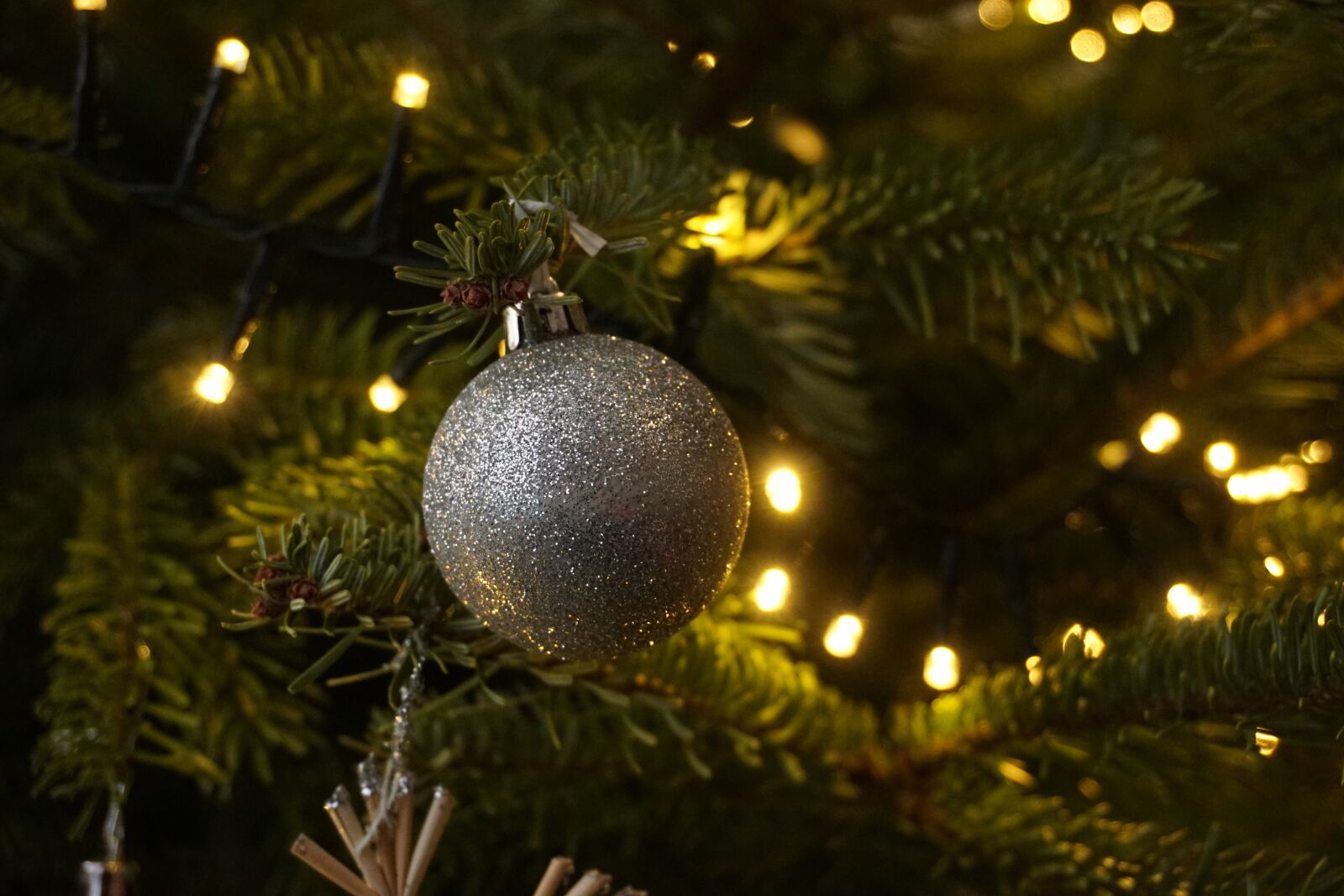 Sony a6000 sample photo. Christmas, christmas tree, christmas photography