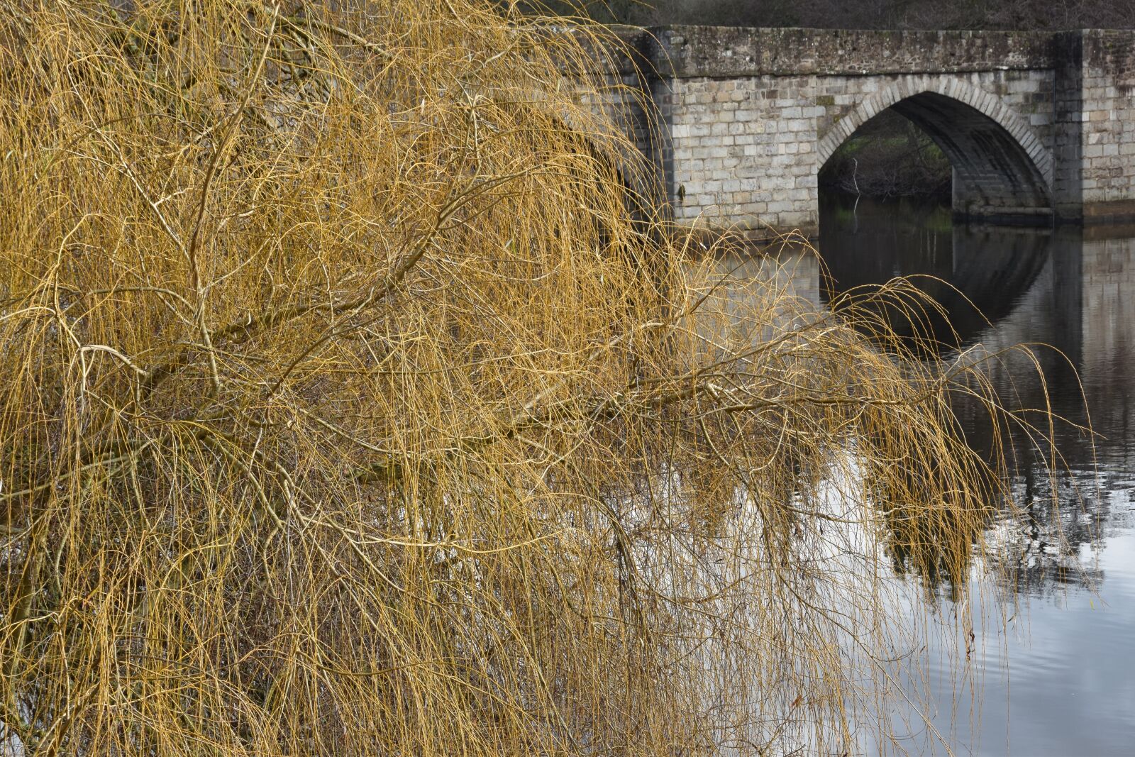 Nikon D5600 sample photo. Landscape, reflection, tree photography
