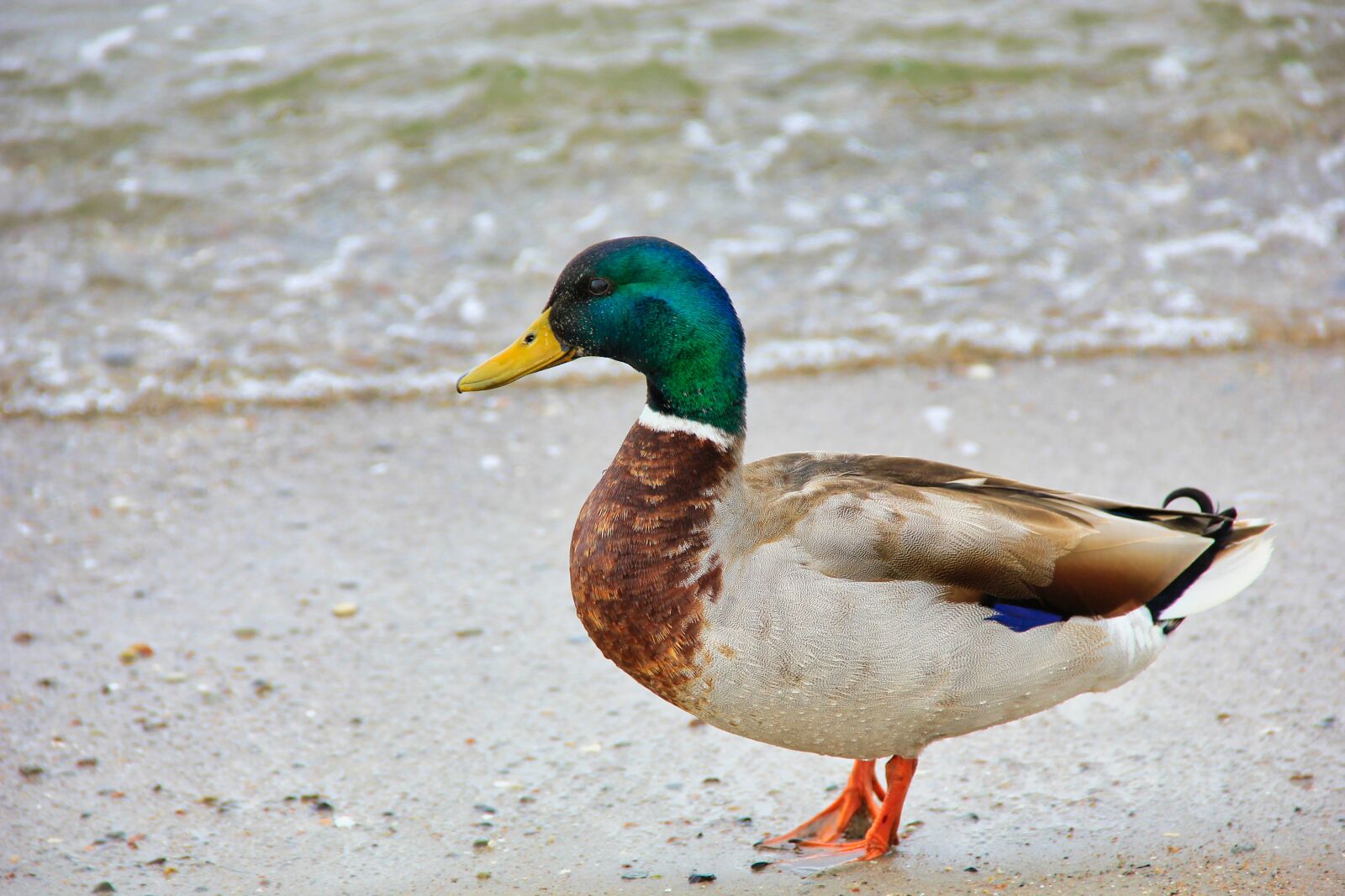 Canon EOS 550D (EOS Rebel T2i / EOS Kiss X4) sample photo. Duck, animal, beach photography
