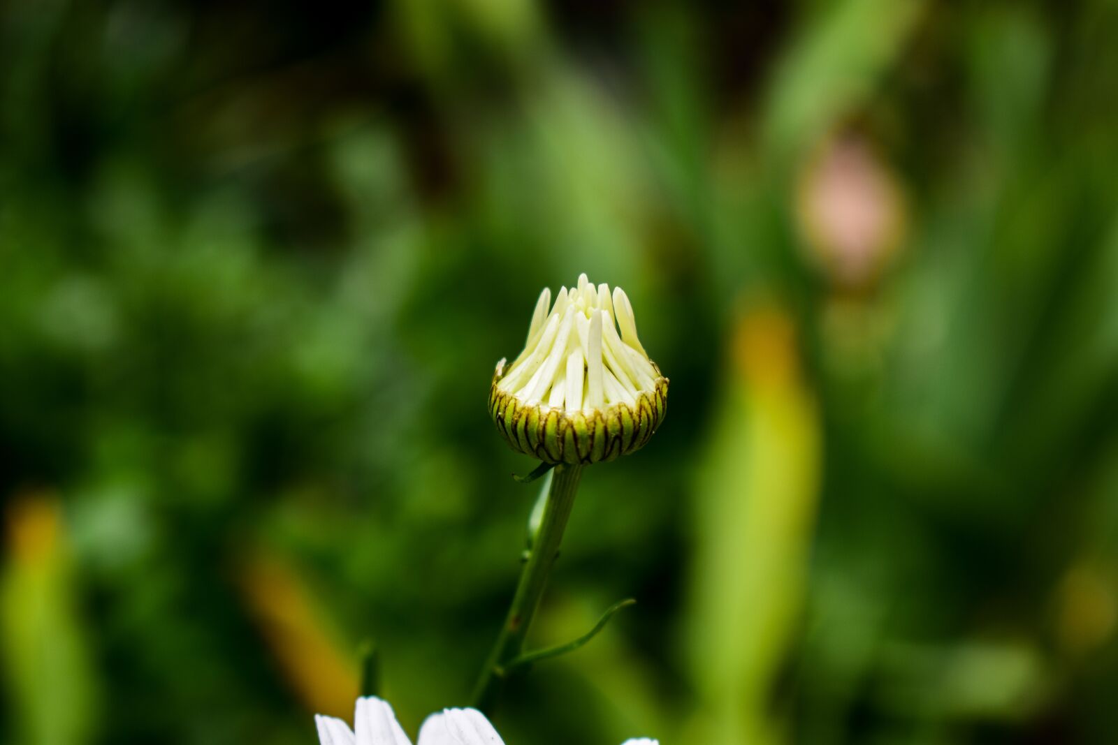 Nikon D3400 sample photo. Nature, plant, flower photography