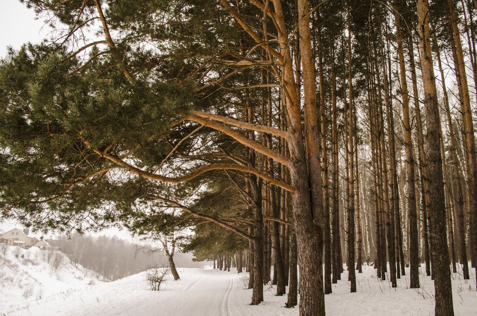 Nikon D5100 sample photo. Tree, winter, wood photography