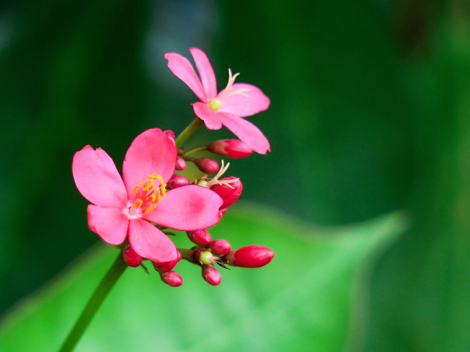 Canon PowerShot G3 X sample photo. Plant, nature, flower photography