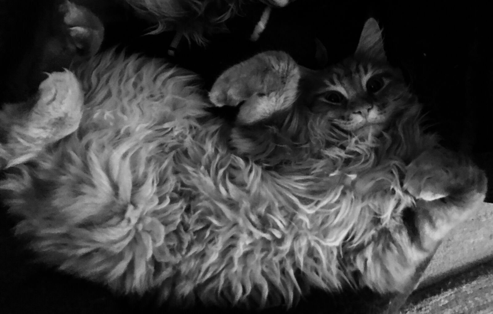 Apple iPhone 7 sample photo. Cat, cute, animals, furry photography