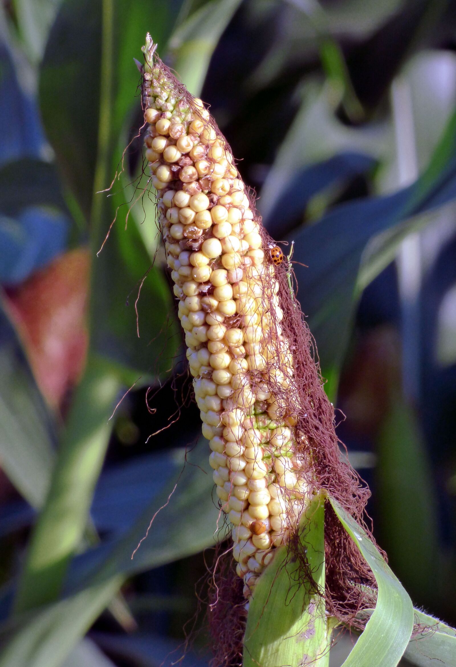 Panasonic DMC-FZ72 sample photo. Corn, grains, cereals photography