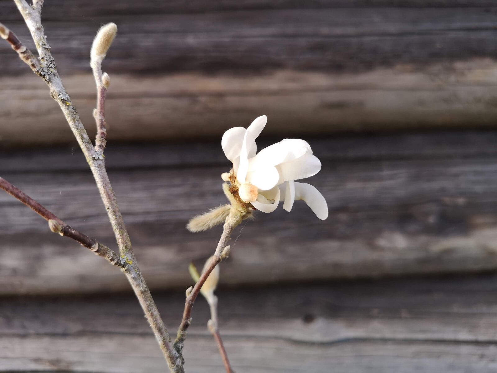 HUAWEI CLT-L29 sample photo