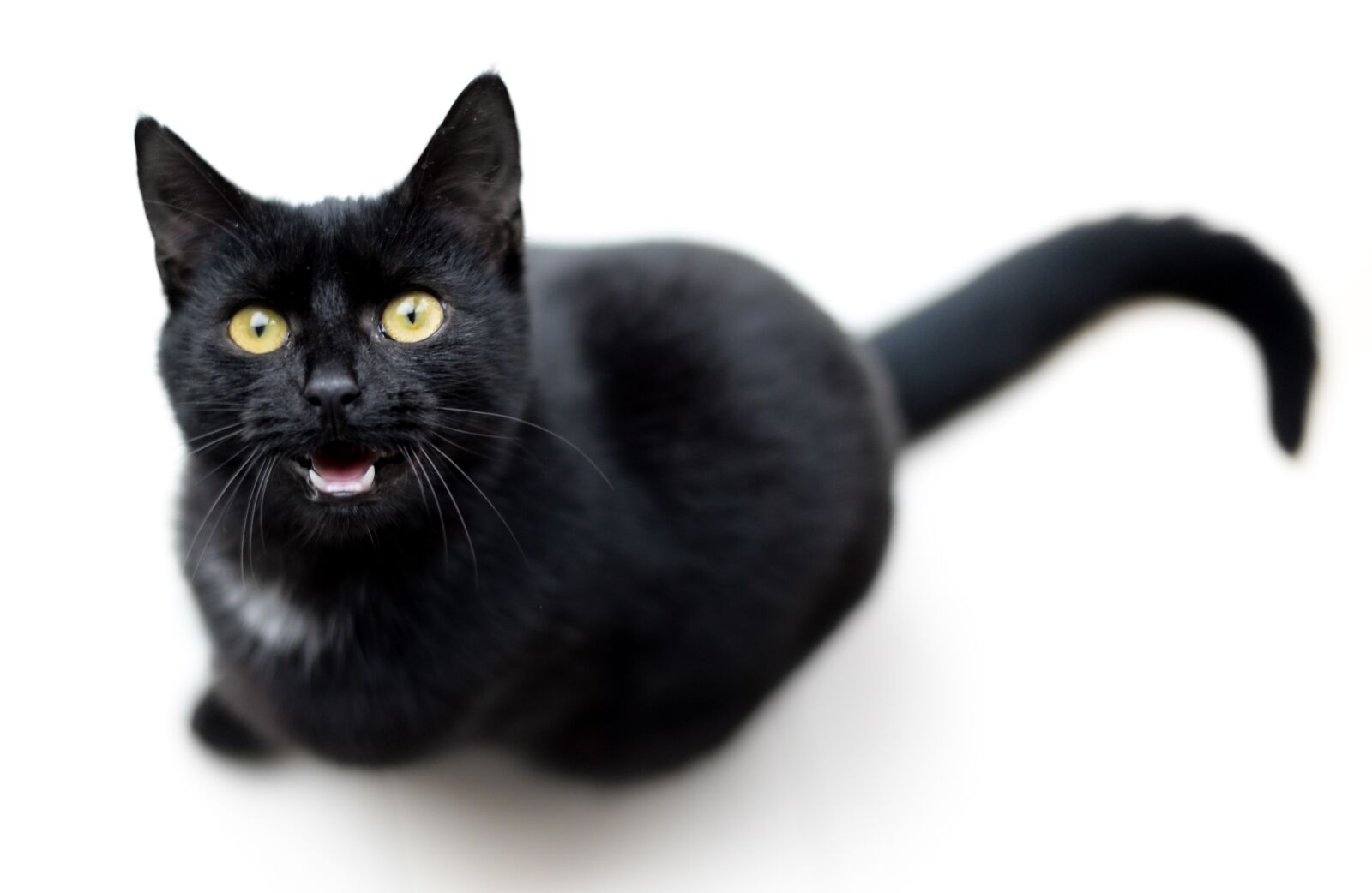 Nikon D610 sample photo. Cat, black, meow photography
