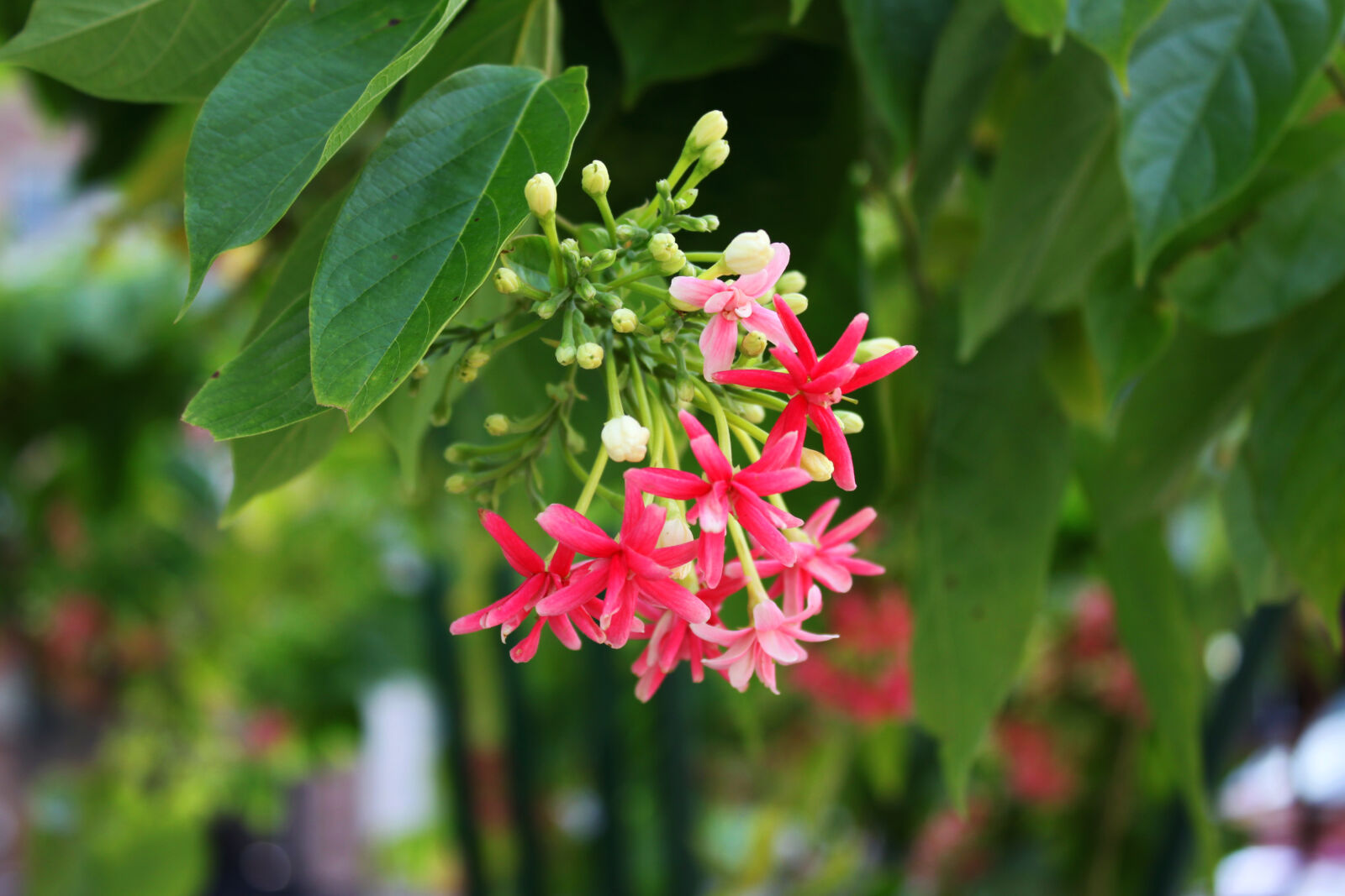 Canon EF-S 18-55mm F3.5-5.6 IS sample photo. Flower, focus, green, leaves photography