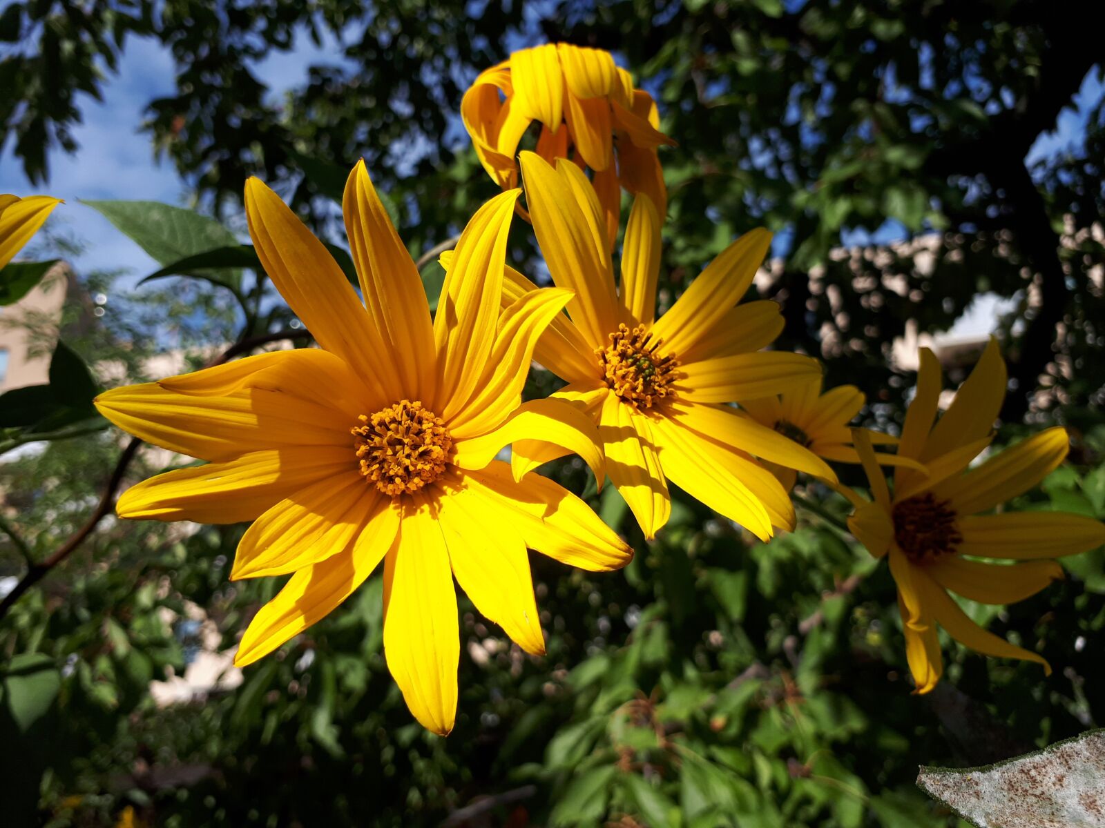 Samsung Galaxy A5(2017) sample photo. Blossom, bloom, plant photography