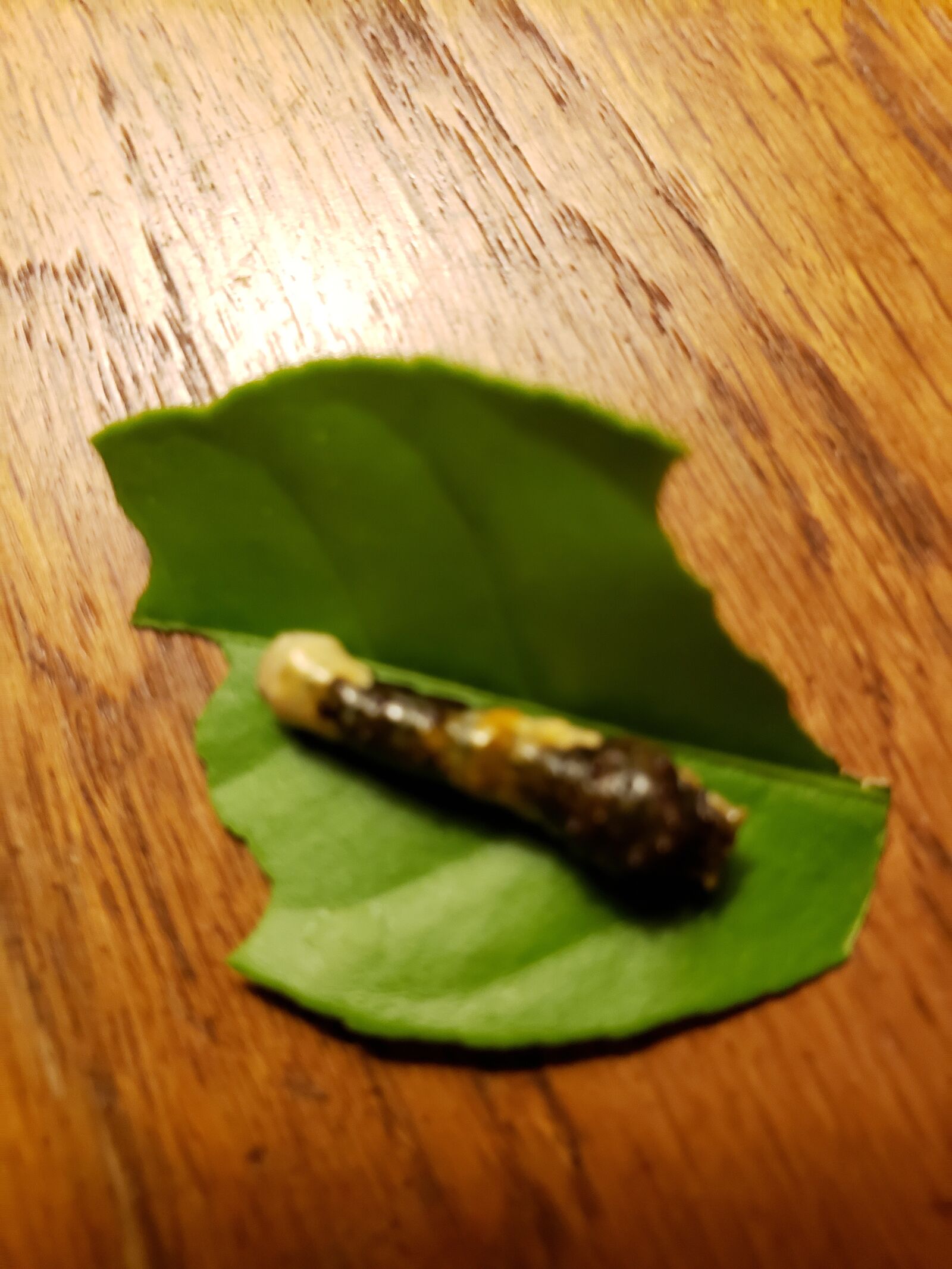 Samsung Galaxy Note9 sample photo. Caterpillar, swallowtail, butterfly photography
