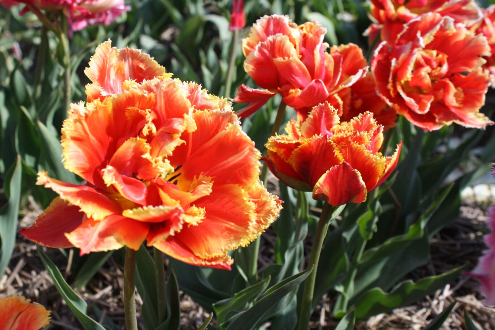 Canon EOS 1000D (EOS Digital Rebel XS / EOS Kiss F) sample photo. Tulip, flower, tulip field photography