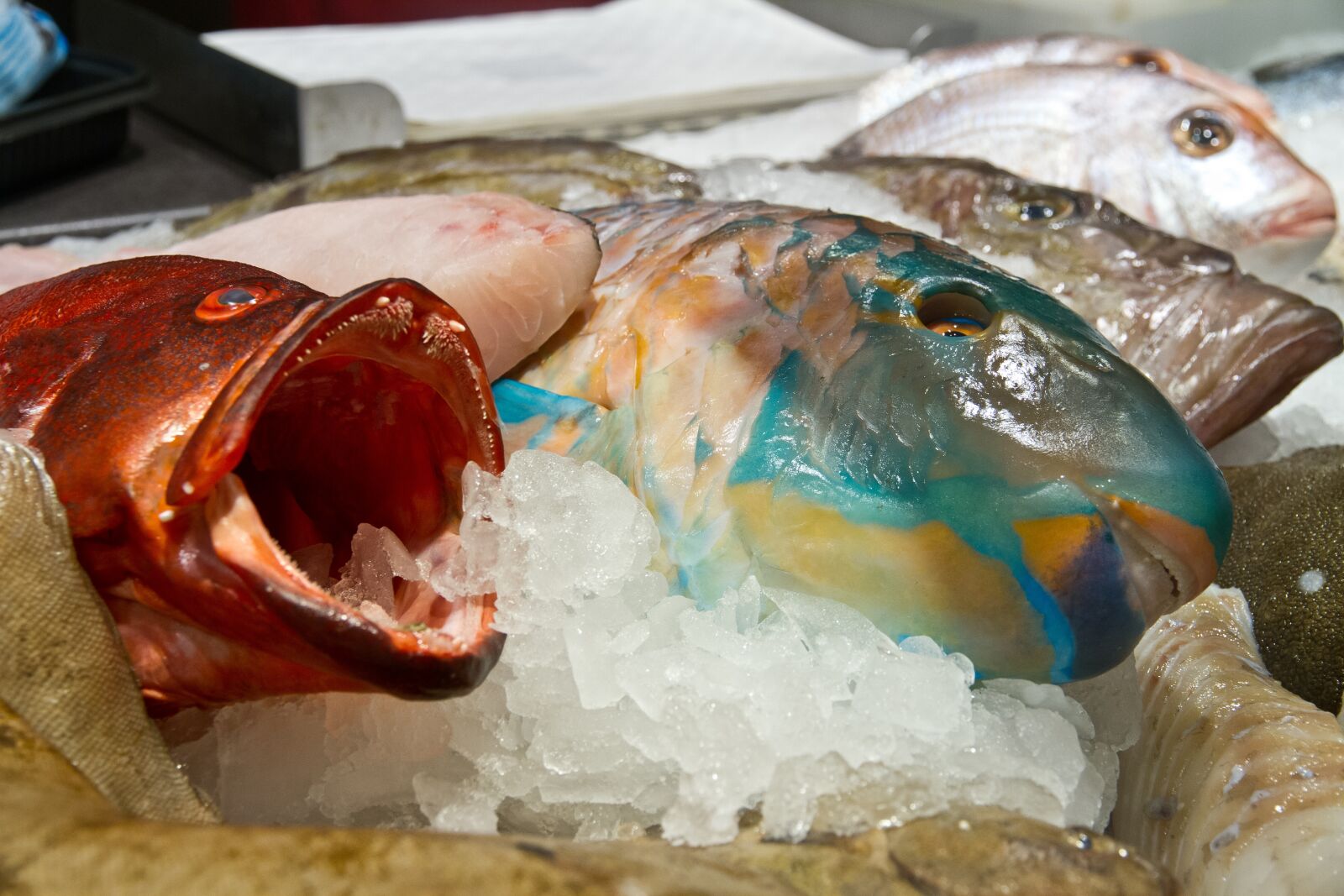 Canon EF-S 15-85mm F3.5-5.6 IS USM sample photo. Fish, fish stand, counter photography